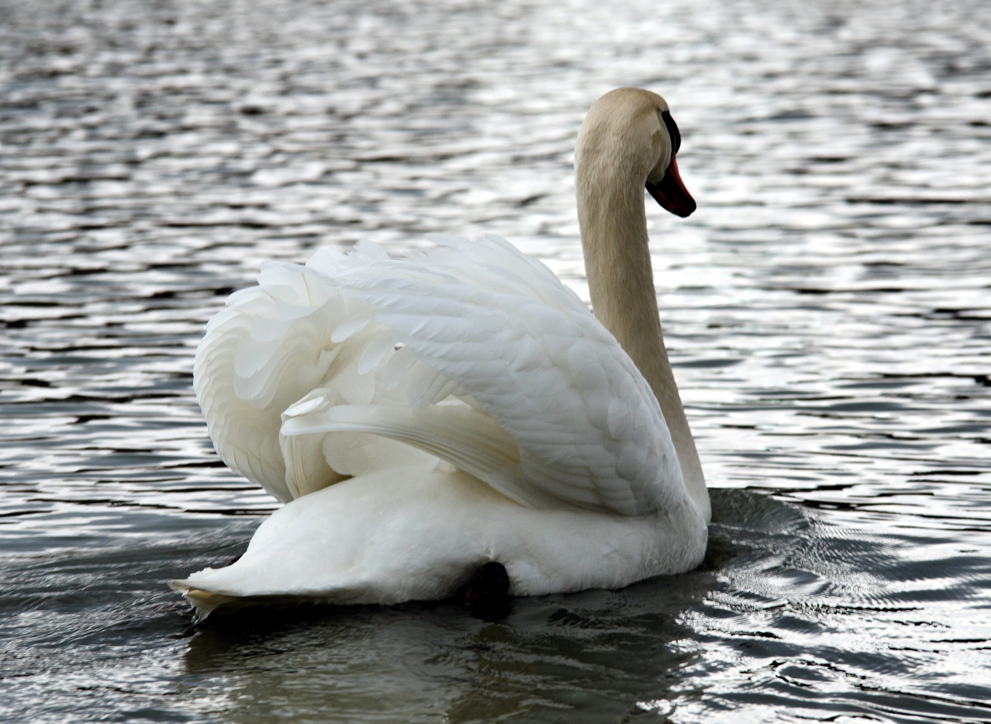 Sigma 70-200mm F2.8 EX DG OS HSM sample photo. Mute swan photography