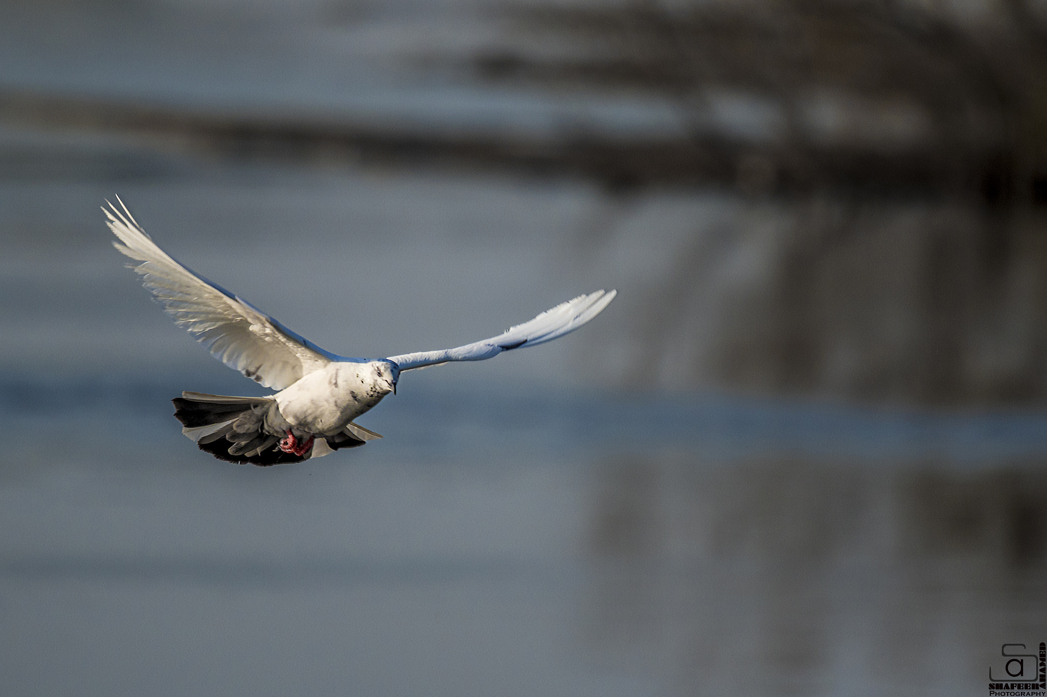 150-600mm F5-6.3 DG OS HSM | Sports 014 sample photo