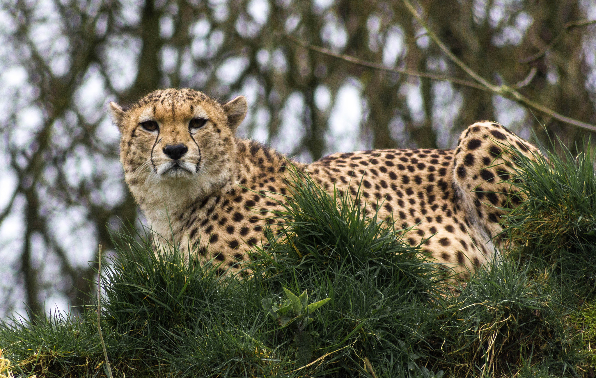 Canon EOS 60D sample photo. Img photography