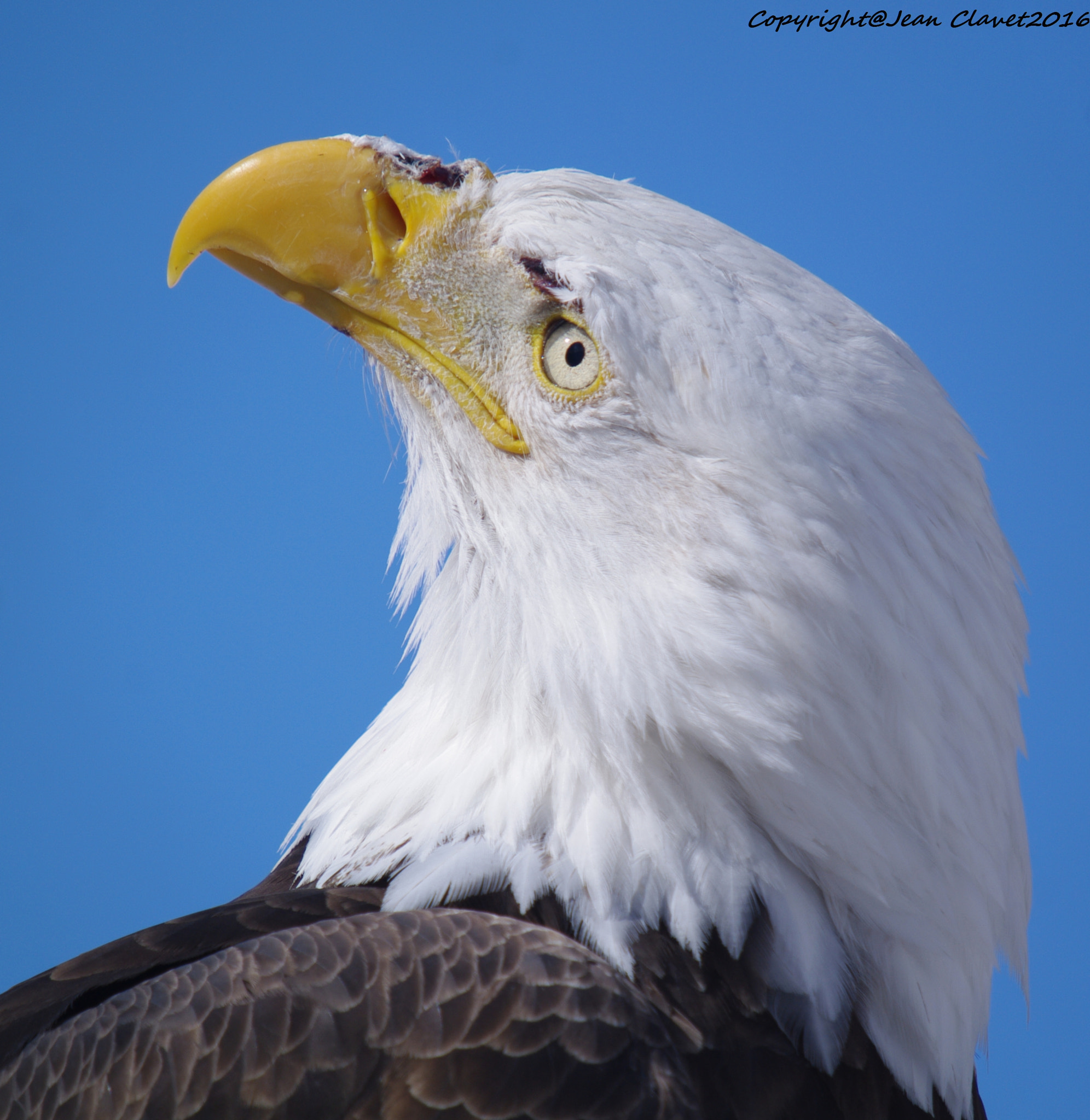 Pentax K-7 sample photo. Pygargue à tête blanche/ bald eagle photography