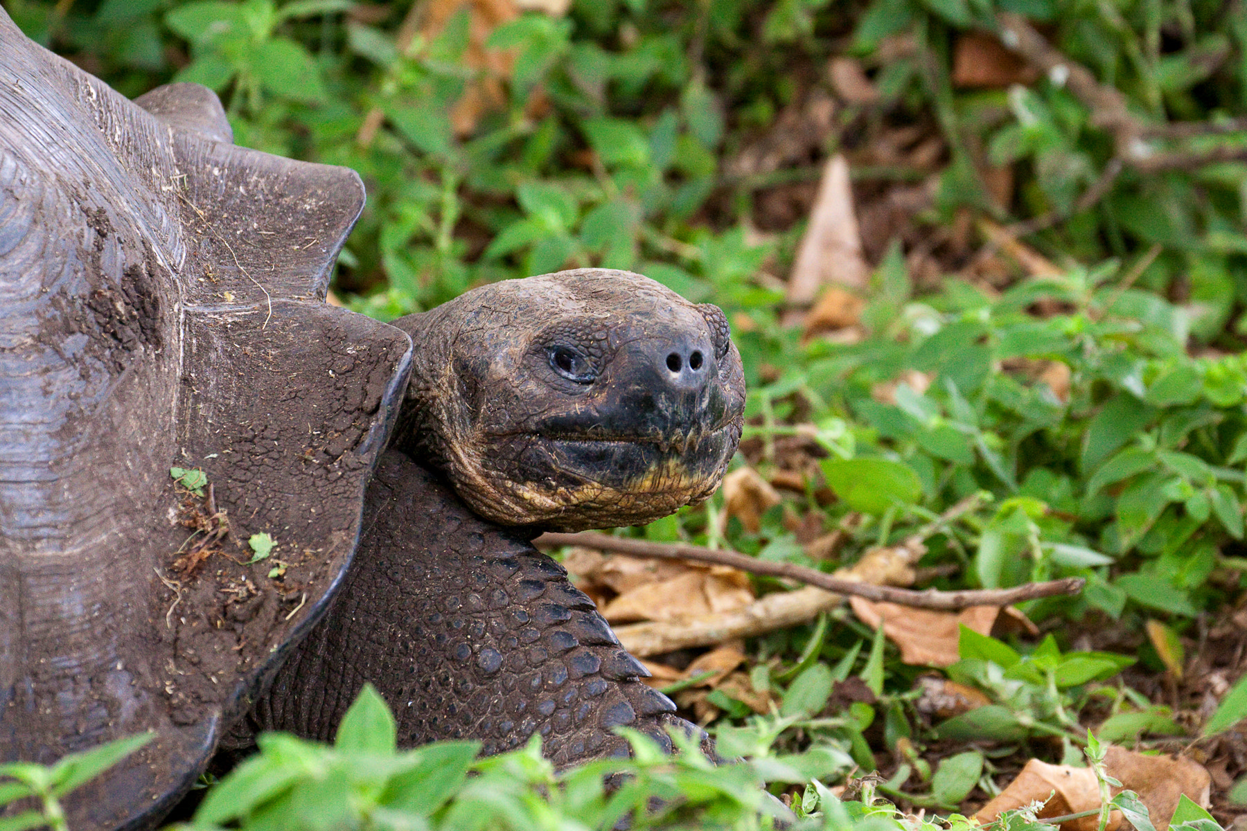Canon EF 70-300mm F4-5.6L IS USM sample photo. Giant tortoise photography