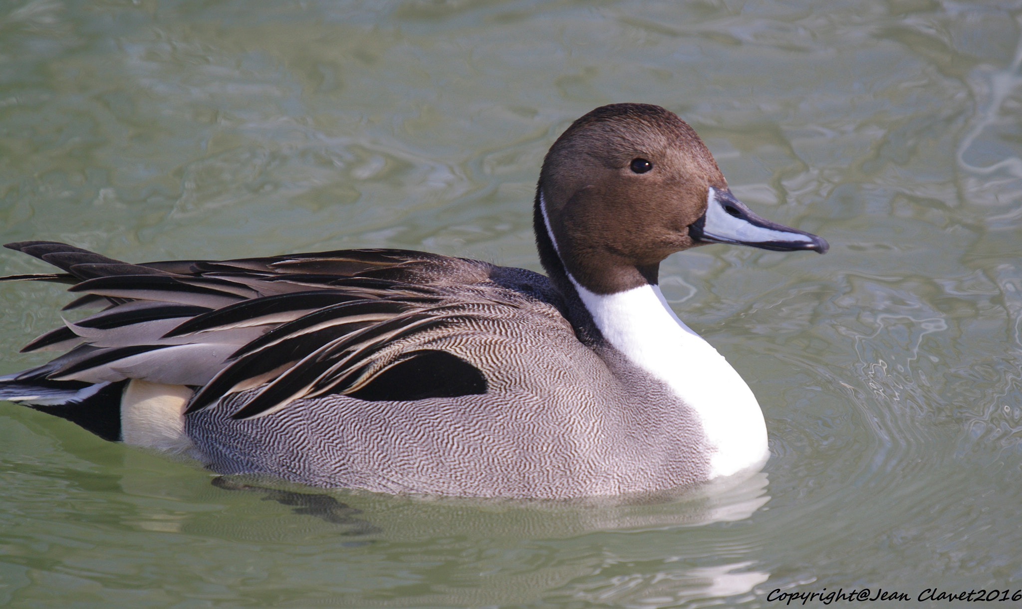 Pentax K-7 + Sigma sample photo. Canard pilet/ northern pintail photography