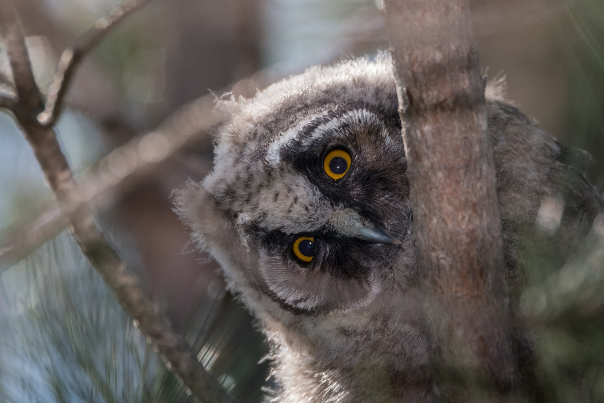 Tamron SP 150-600mm F5-6.3 Di VC USD sample photo. Young long-eared owl (asio otus) photography