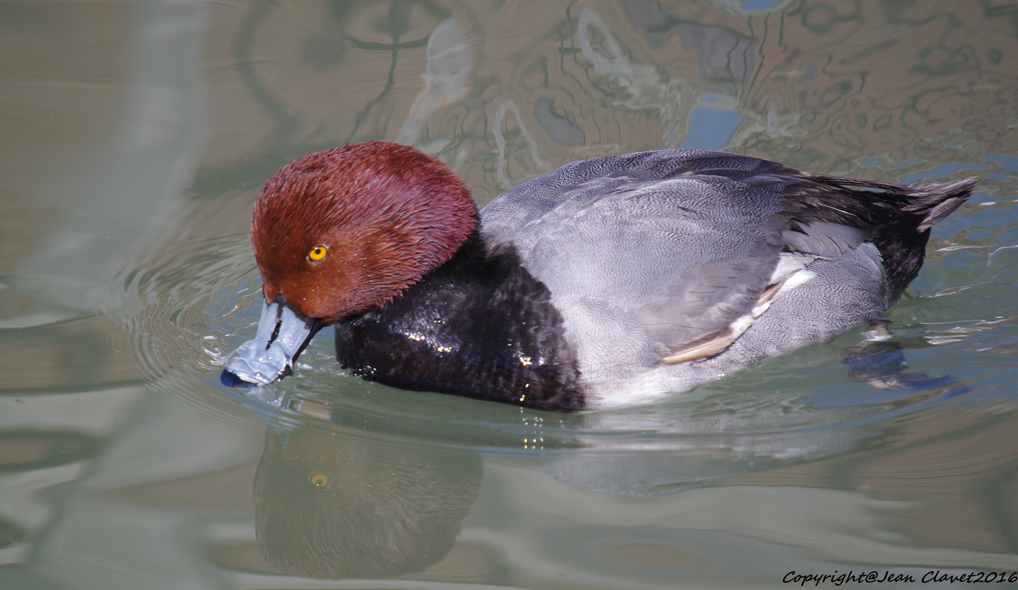 Pentax K-7 + Sigma sample photo. Fuligule à tête rouge/ redhead photography