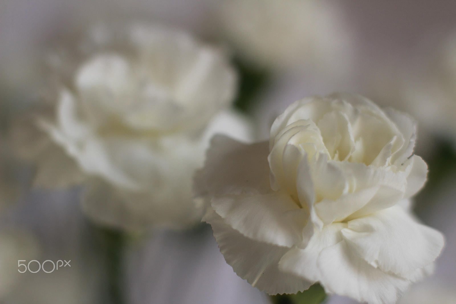 Canon EOS 600D (Rebel EOS T3i / EOS Kiss X5) sample photo. Img blancas elegantes photography