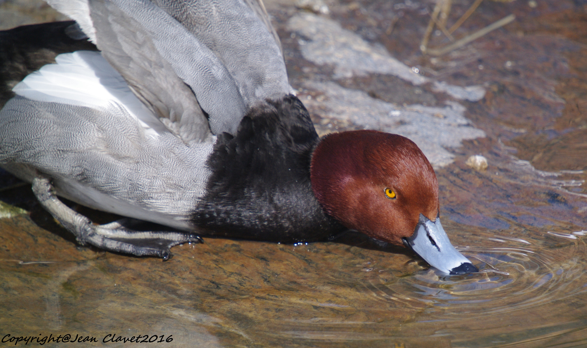 Pentax K-7 + Sigma sample photo. Fuligule à tête rouge/ redhead photography