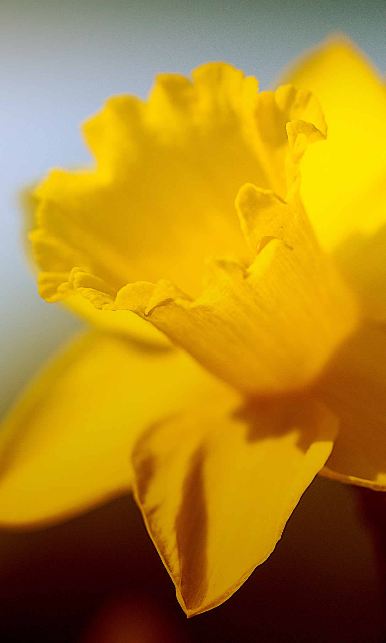 Sony a99 II + 105mm F2.8 sample photo. Narcissus photography