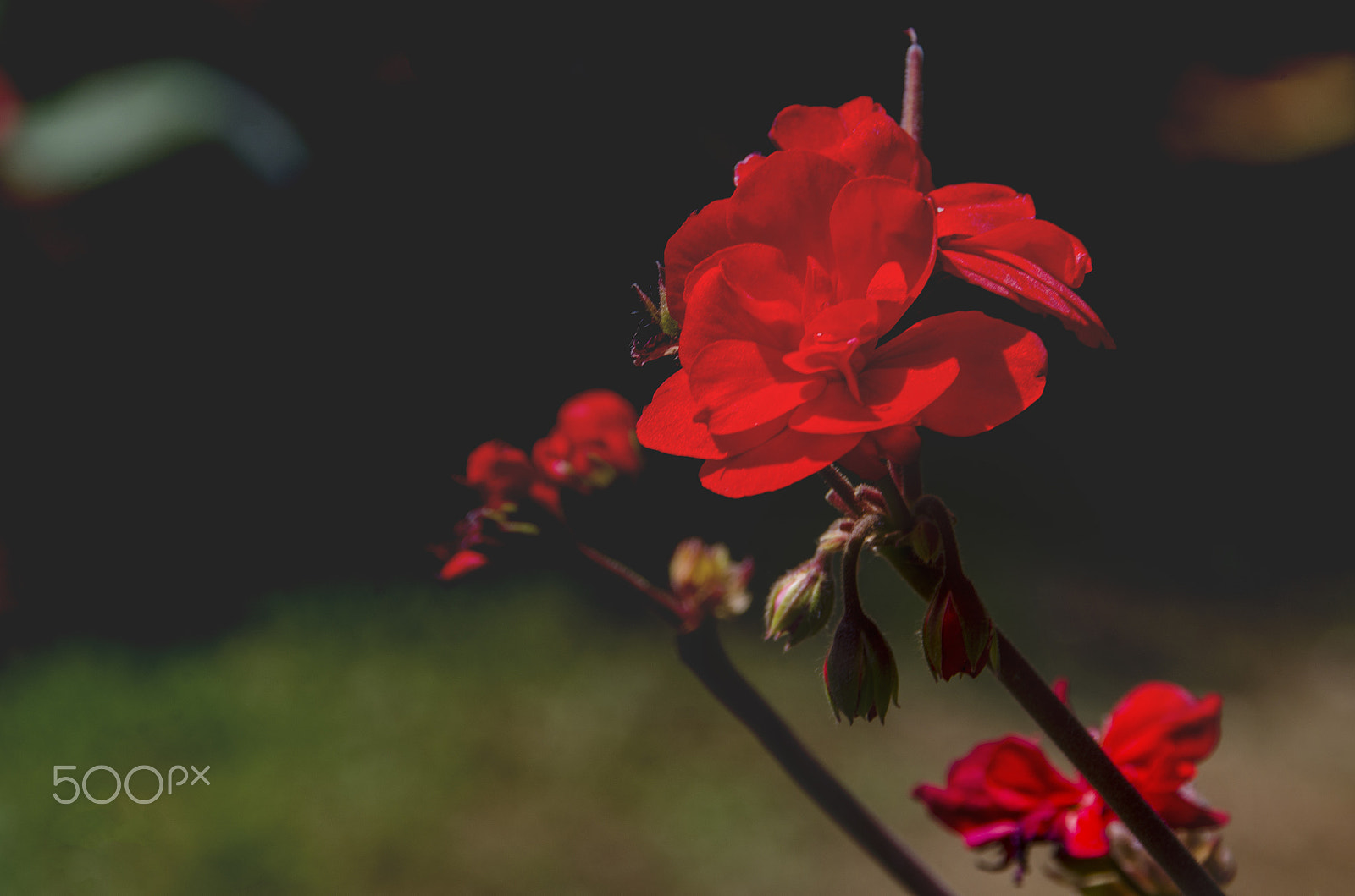 Nikon D5100 + Tamron AF 18-200mm F3.5-6.3 XR Di II LD Aspherical (IF) Macro sample photo. Red flower photography