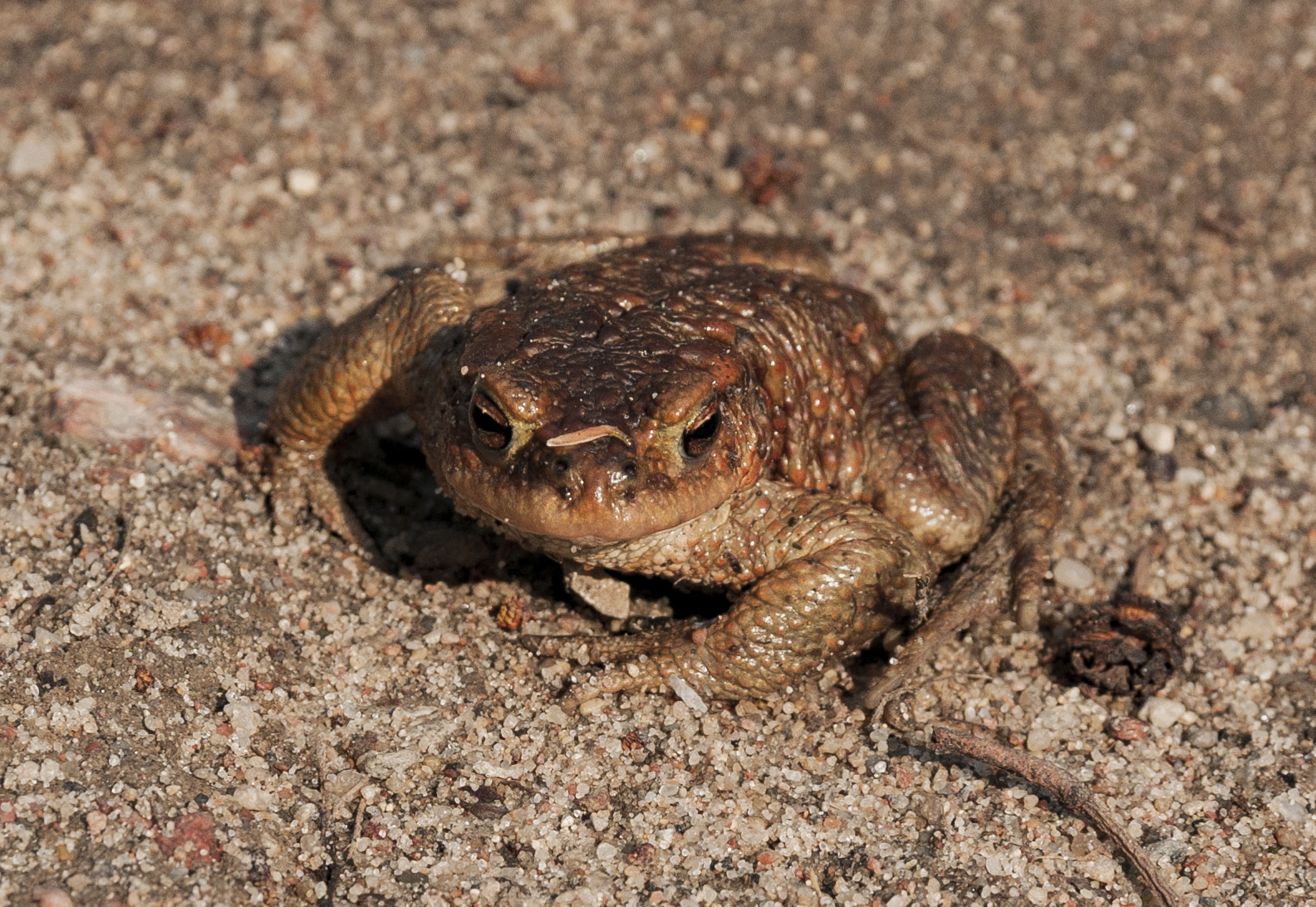 Nikon D300 sample photo. Toad photography