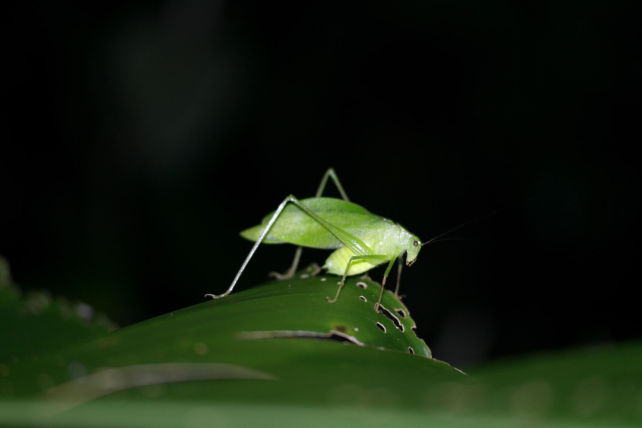 Samsung NX200 sample photo. Grasshopper having a nightly dinner photography