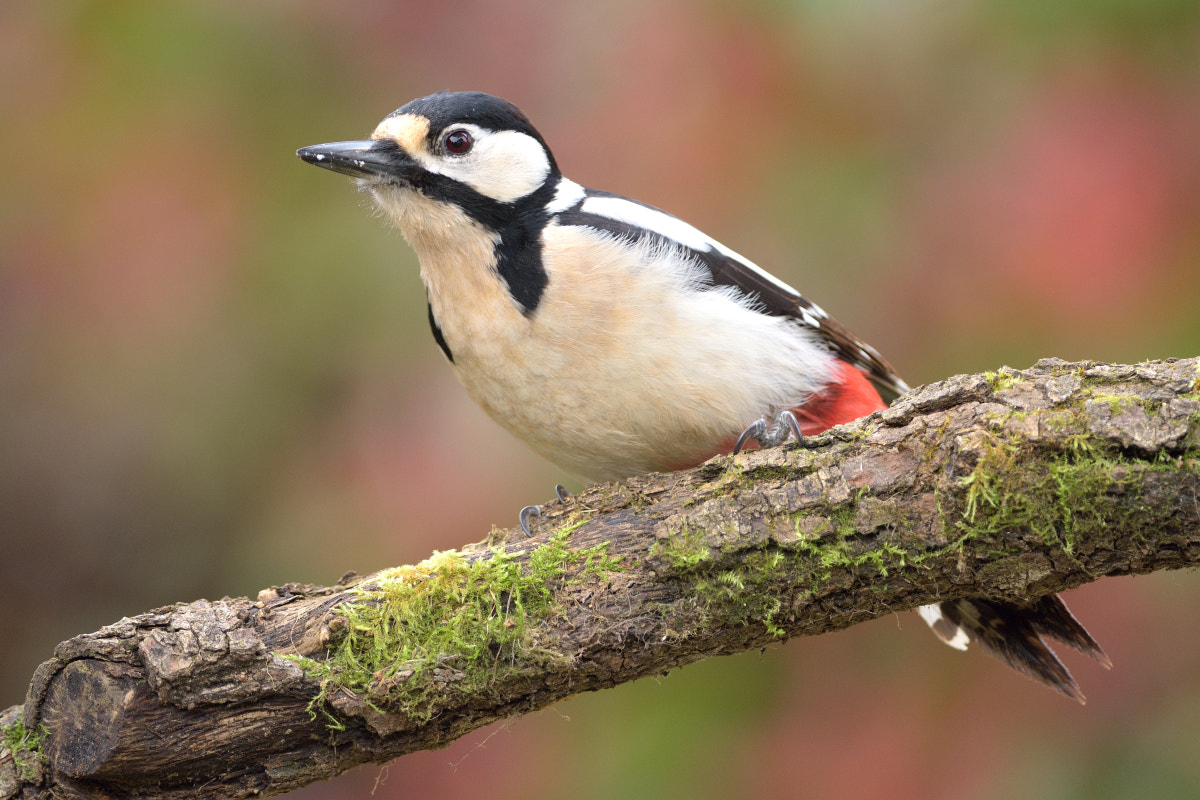 Nikon D7200 + Nikon AF-S Nikkor 300mm F4D ED-IF sample photo. Great spotted woodpecker

 photography