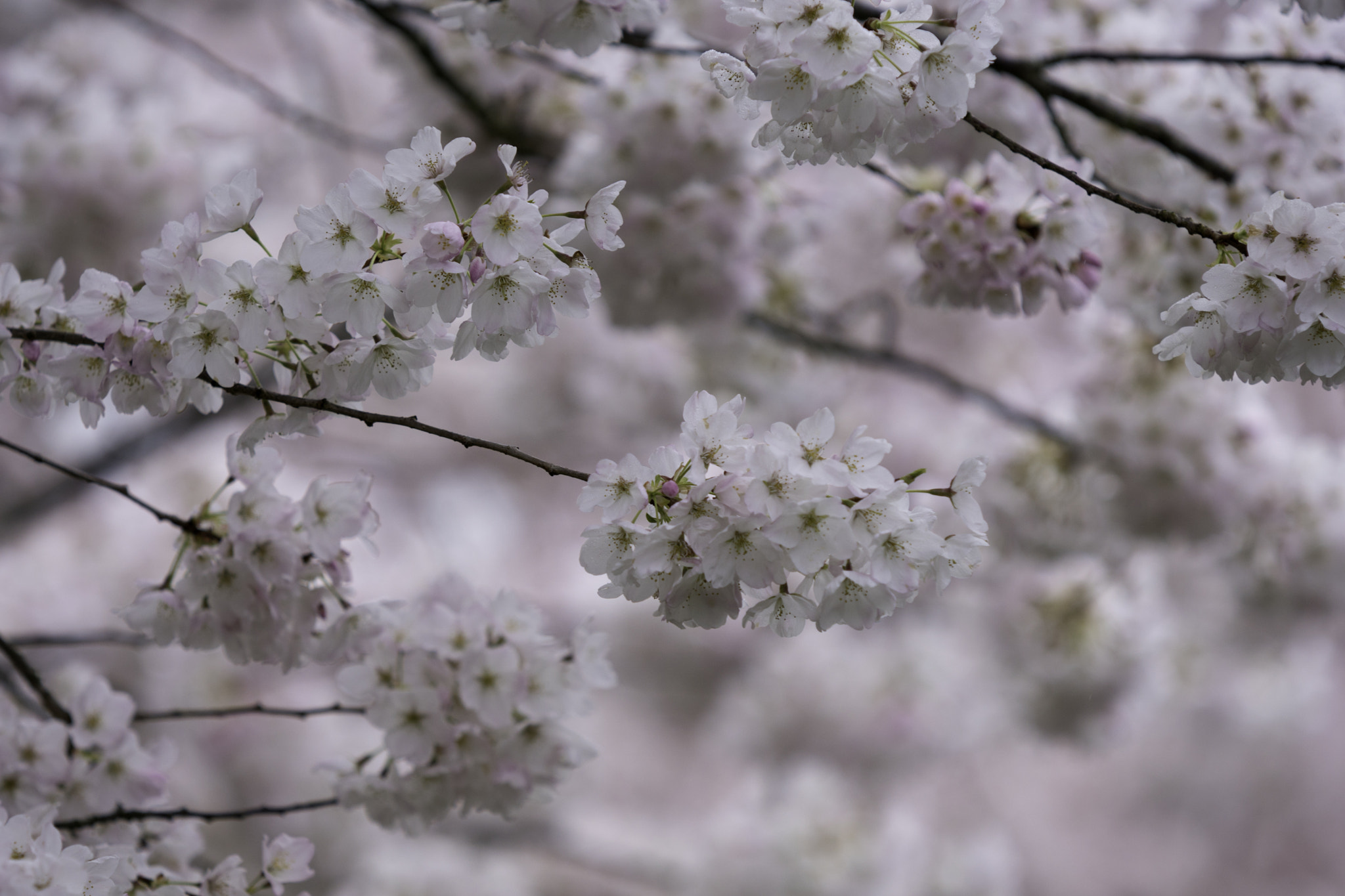 Minolta/Sony AF 70-200mm F2.8 G sample photo. Cherry blossoms photography