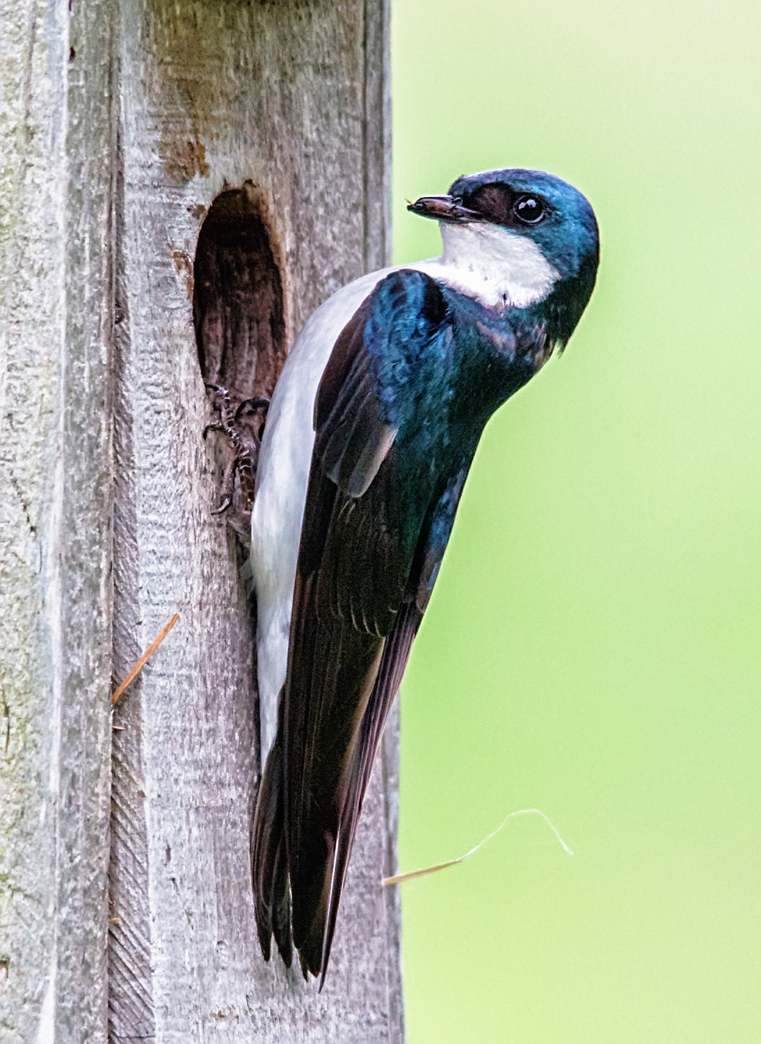 Canon EOS 60D + Sigma 150-500mm F5-6.3 DG OS HSM sample photo. Tree swallow photography