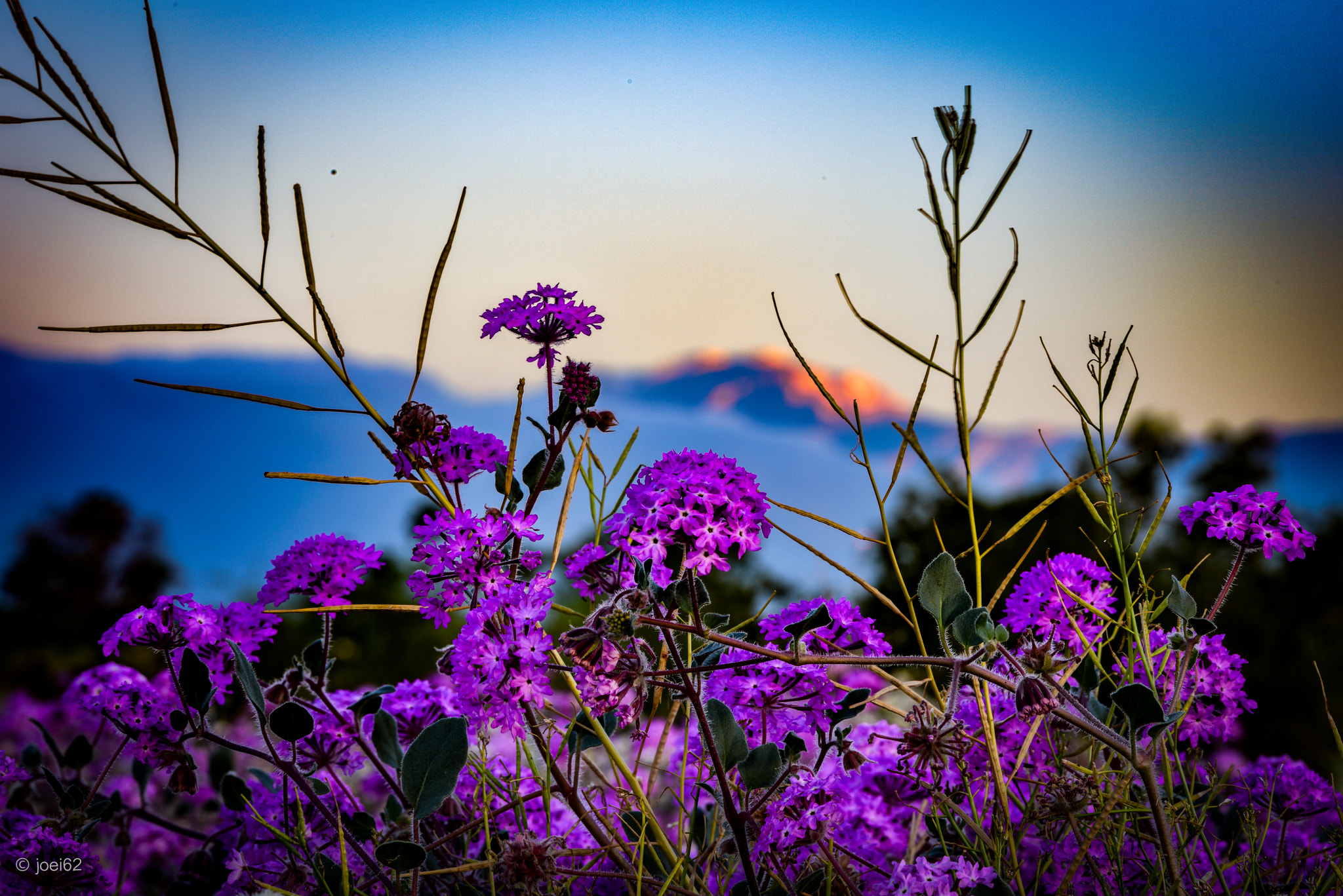 Tamron SP 70-200mm F2.8 Di VC USD sample photo. Purple haze photography