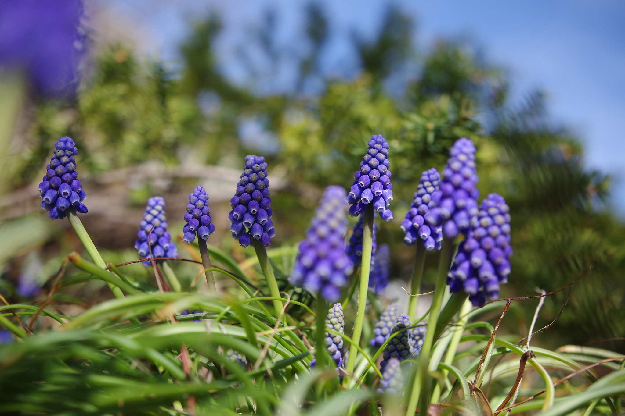 Pentax K-3 + Sigma 18-35mm F1.8 DC HSM Art sample photo. Little purple bells 2 photography