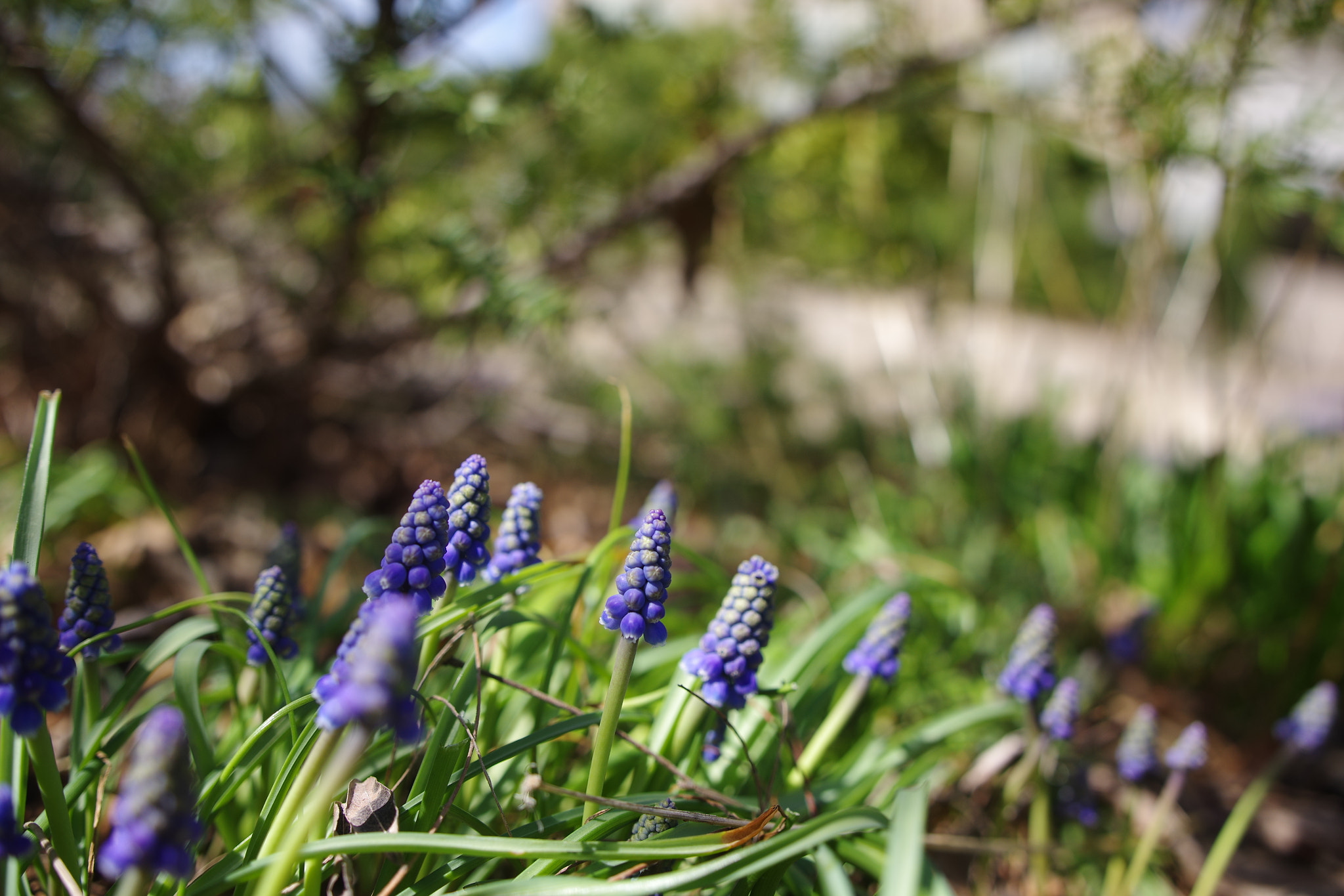 Pentax K-3 + Sigma 18-35mm F1.8 DC HSM Art sample photo. Little purple bells 1 photography