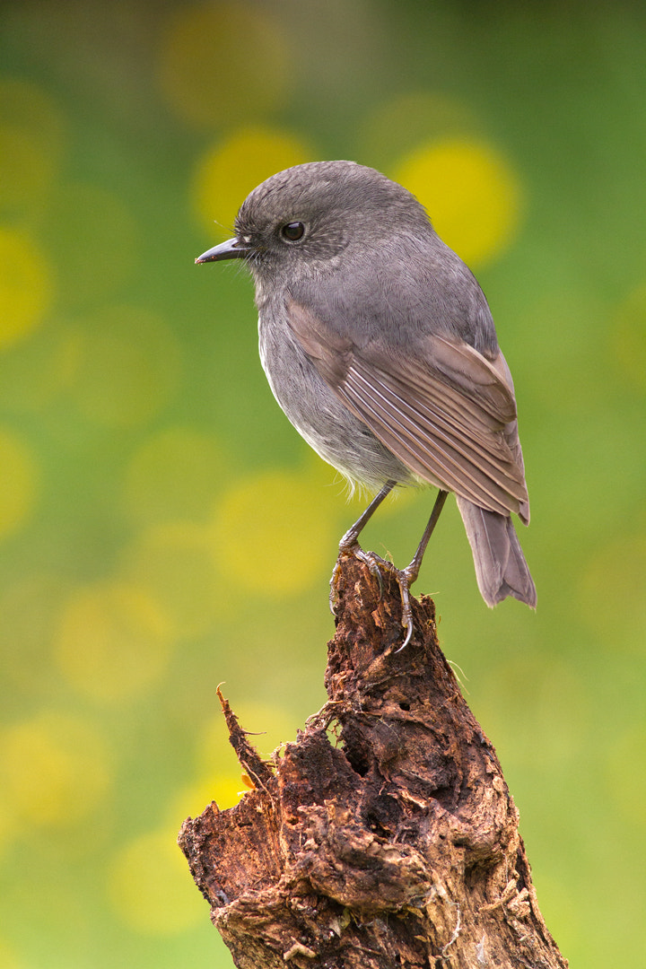 Canon EOS 7D + Canon EF 400mm F5.6L USM sample photo. Nz robin stance (6) photography