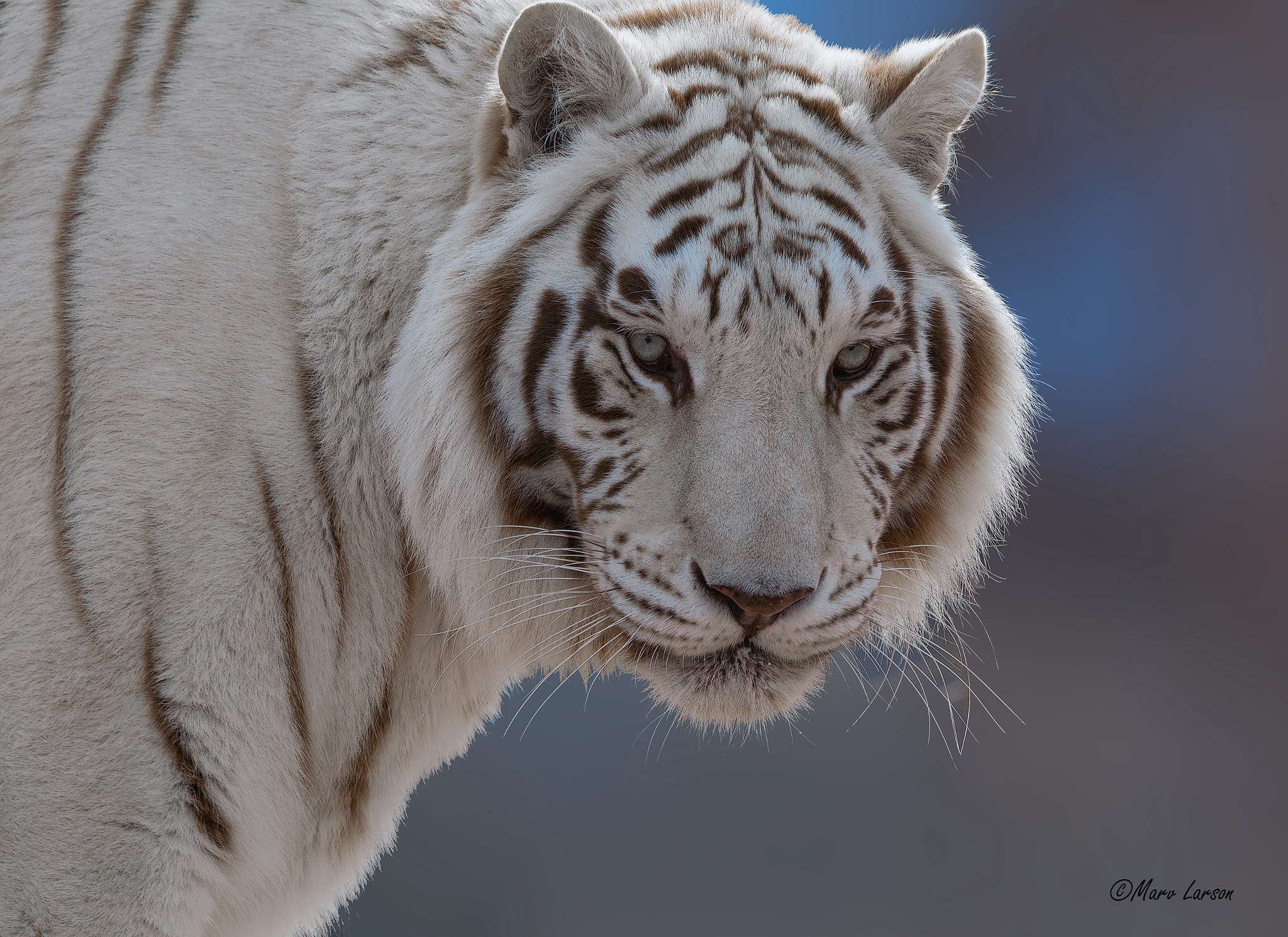 Tamron SP 150-600mm F5-6.3 Di VC USD sample photo