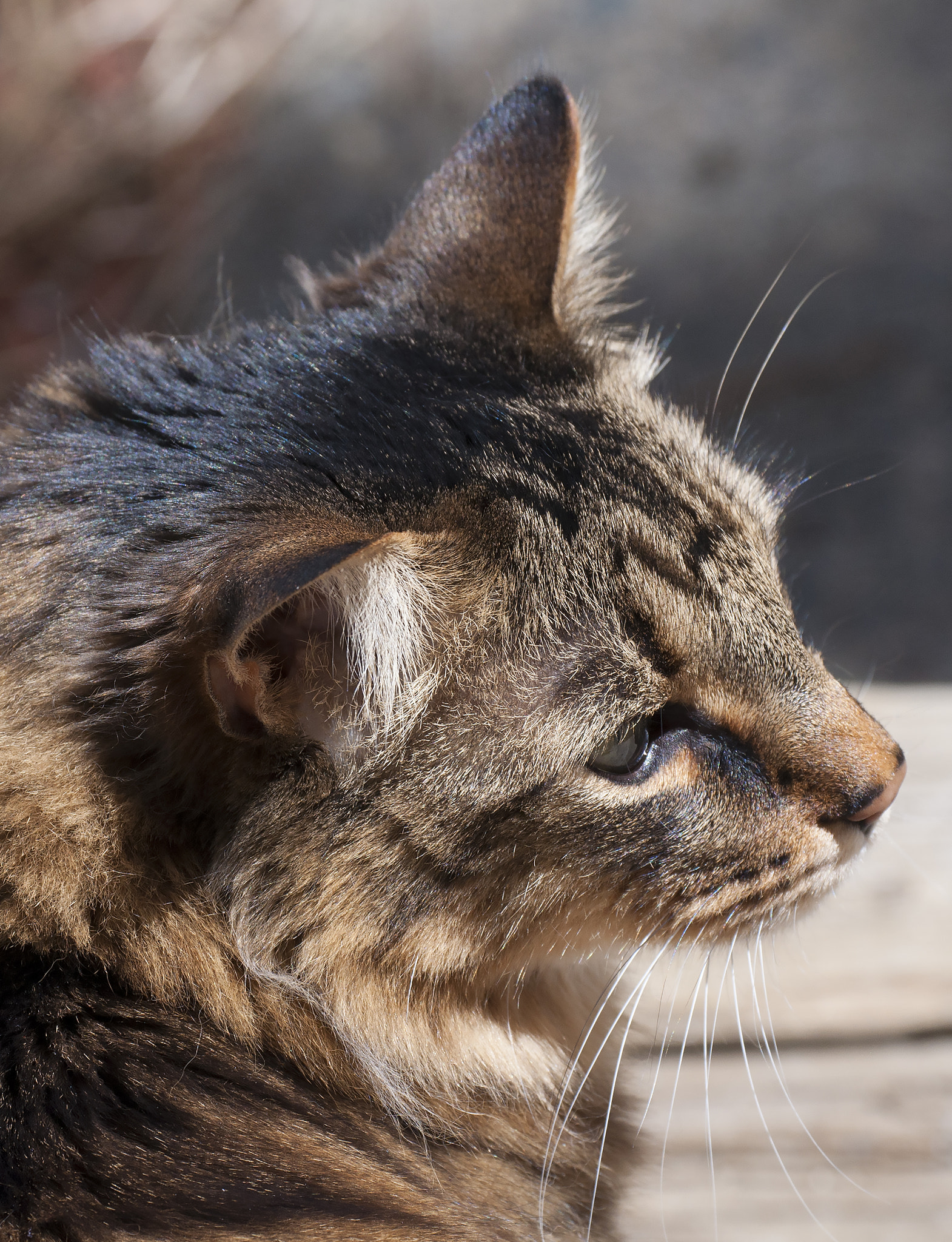 Nikon D5000 sample photo. Jc the cat photography