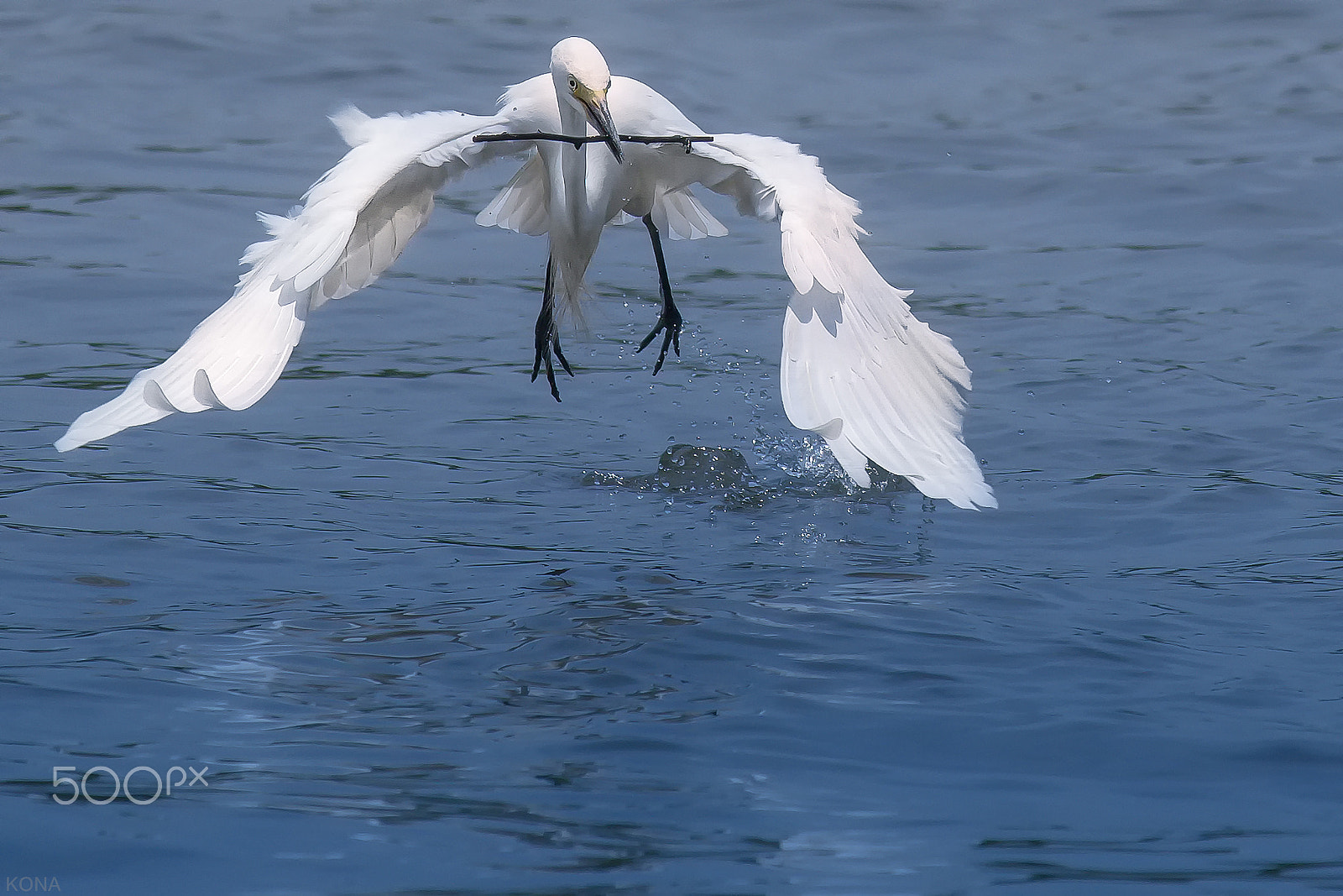 Nikon AF-S Nikkor 400mm F2.8G ED VR II sample photo. Sagi     33397430790.jpg photography