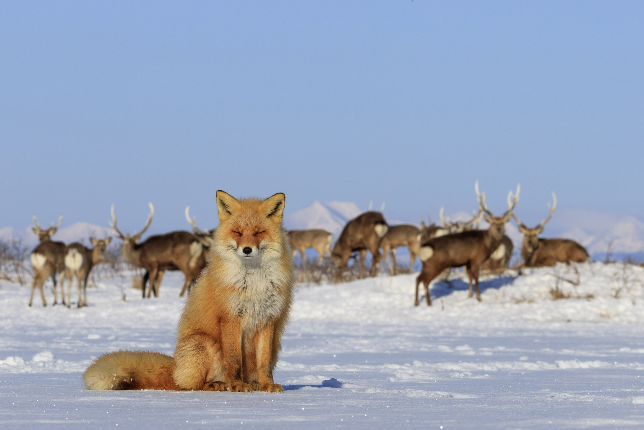 Canon EOS-1D X Mark II + Canon EF 200-400mm F4L IS USM Extender 1.4x sample photo. Fox & deers photography