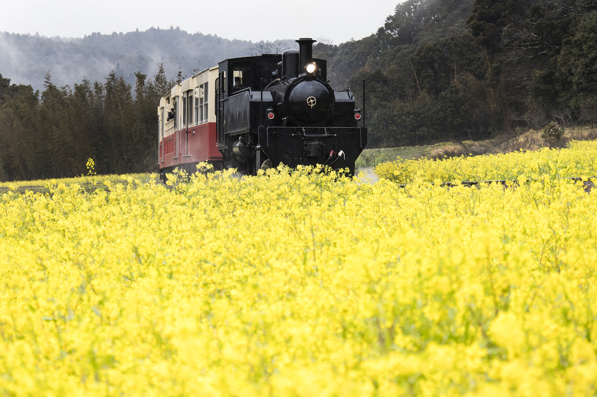 Canon EOS-1D X Mark II sample photo. Rape flowers and truck trains photography
