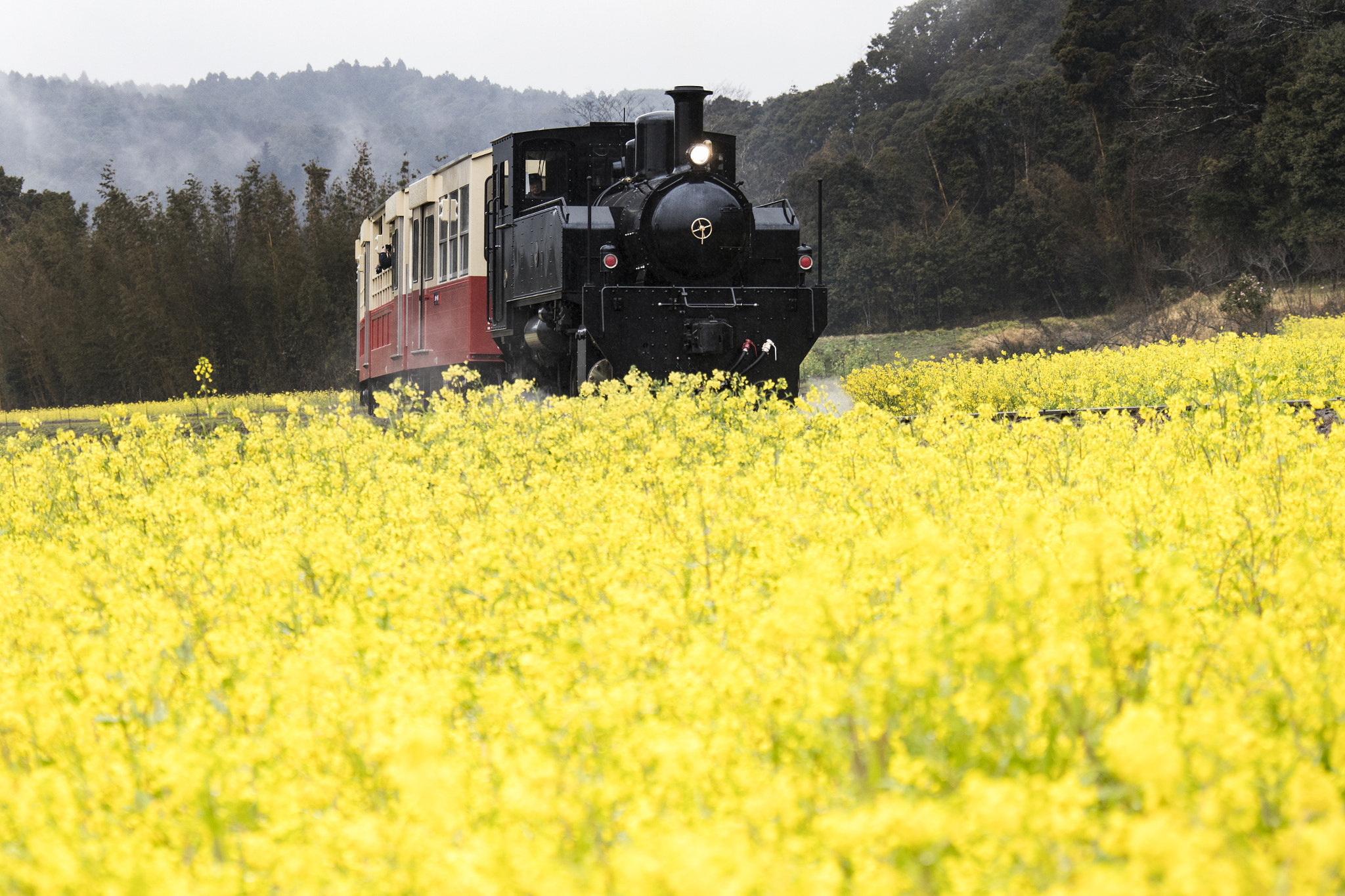 Canon EF 28-300mm F3.5-5.6L IS USM sample photo. Rape flowers and truck trains photography