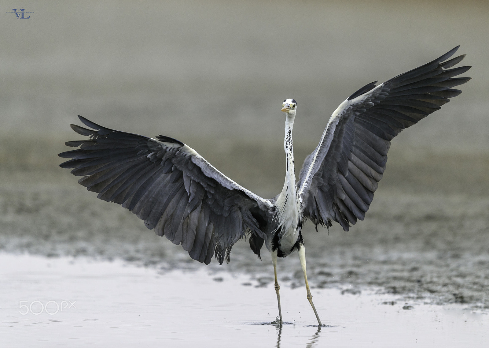 Canon EF 600mm F4L IS II USM sample photo. Grey heron photography