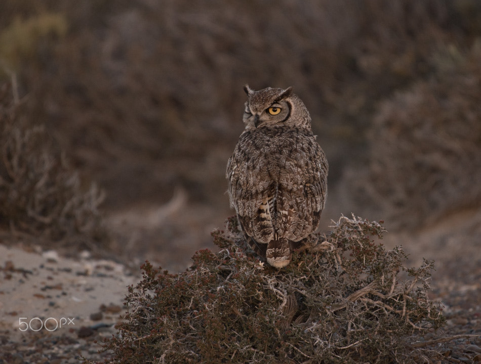 Nikon AF-S Nikkor 200-500mm F5.6E ED VR sample photo. Camouflage photography