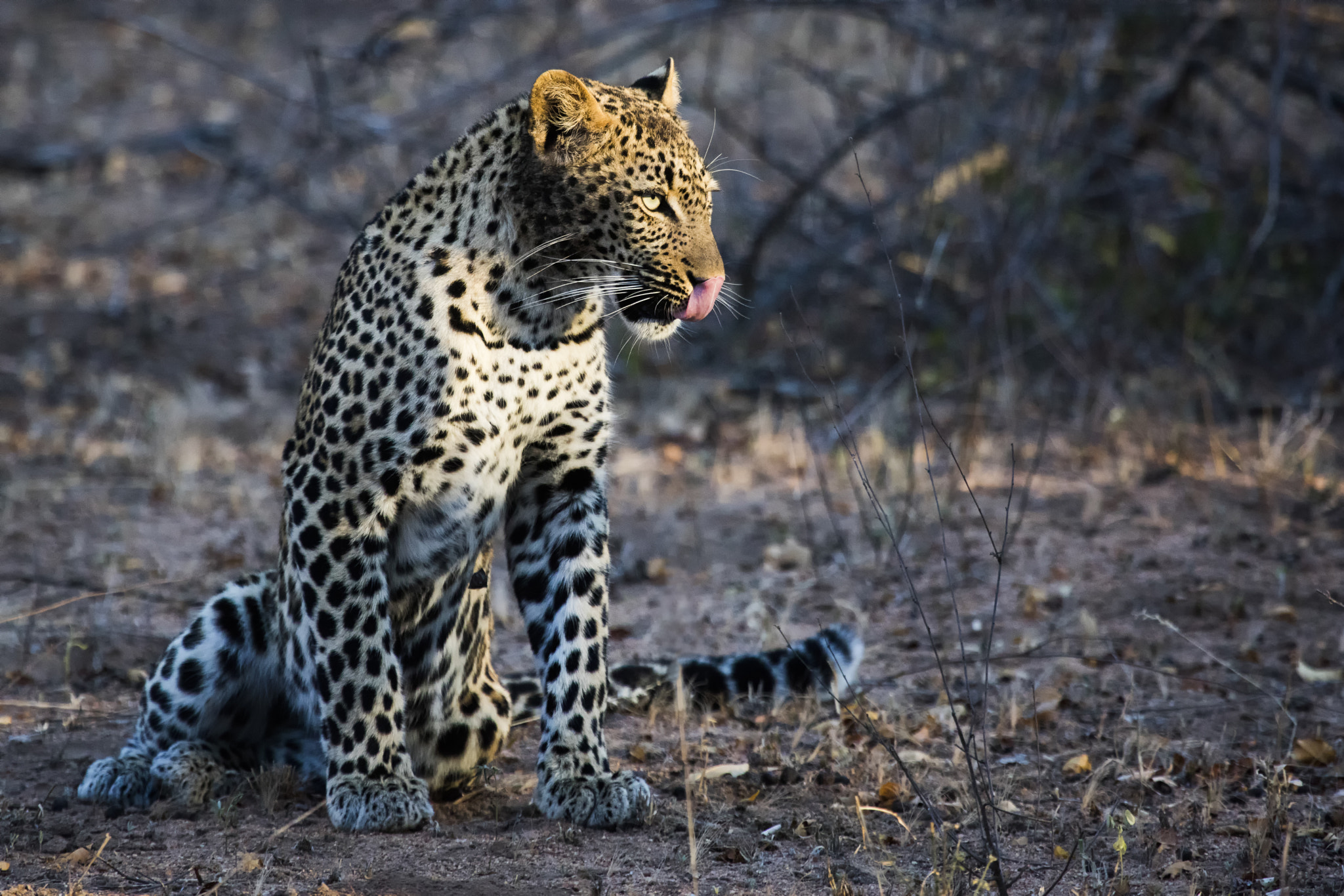 Canon EF 100-400mm F4.5-5.6L IS USM sample photo. Leopard at thornybush in south africa photography