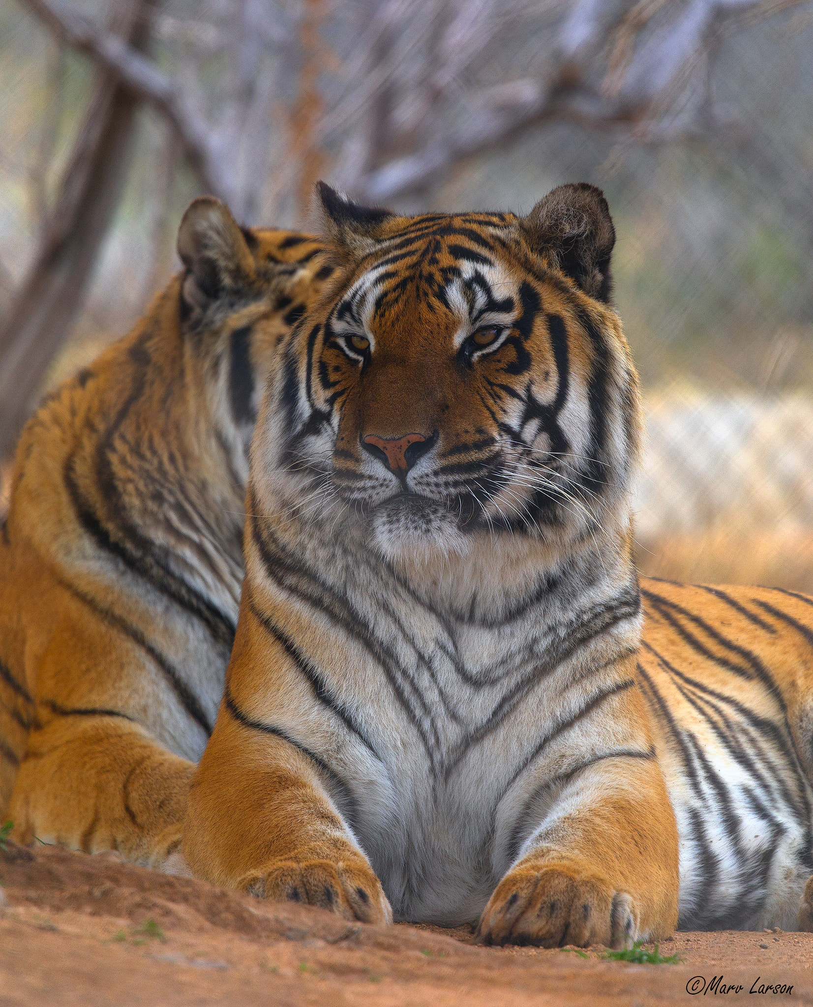 Tamron SP 150-600mm F5-6.3 Di VC USD sample photo
