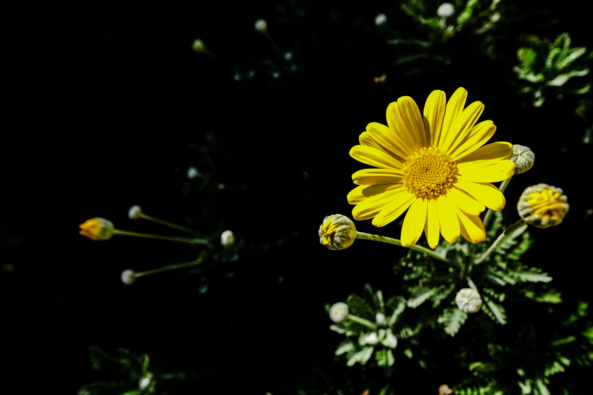 Fujifilm X-Pro2 + Fujifilm XF 14mm F2.8 R sample photo. Daisy photography