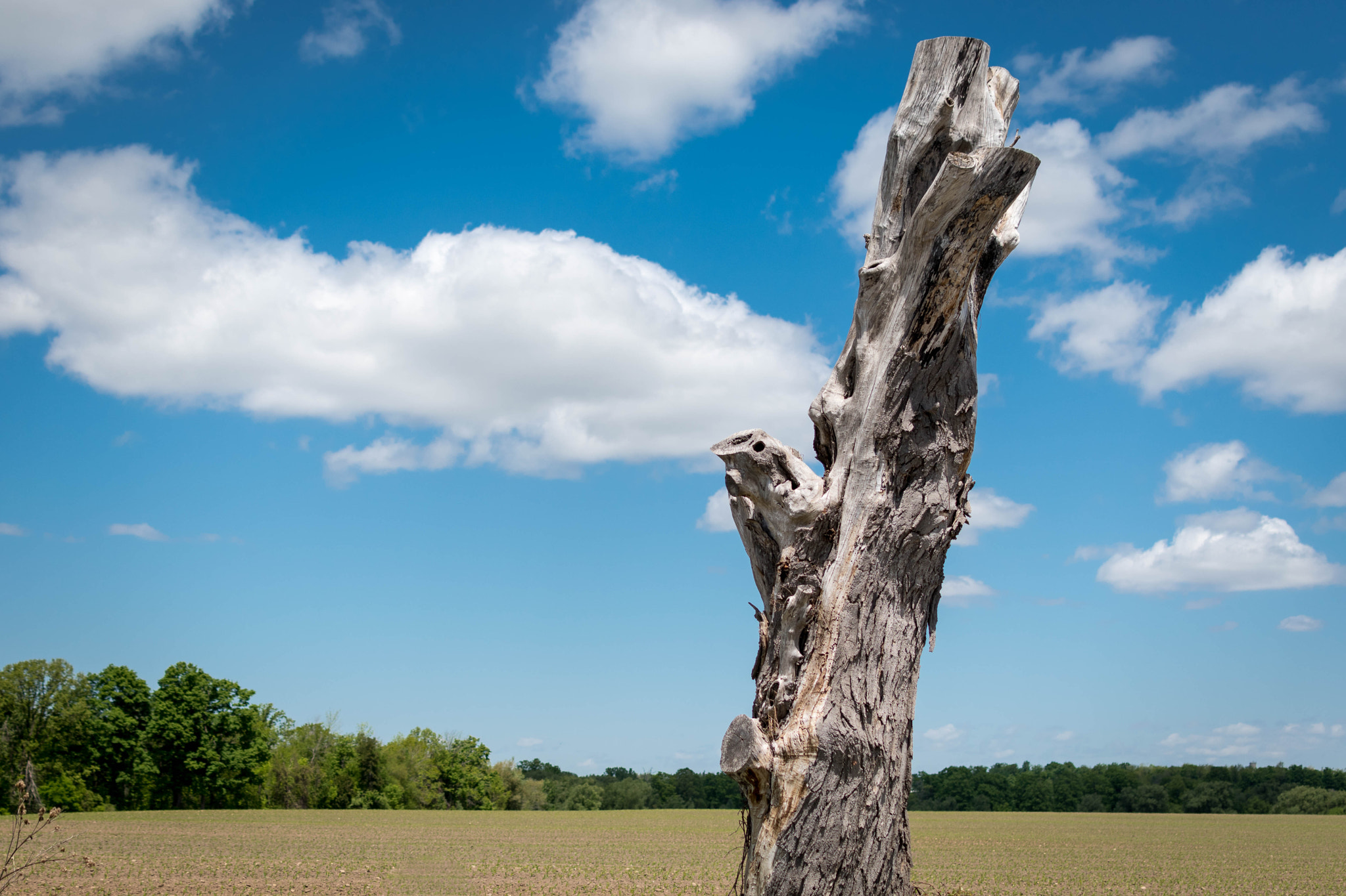 Nikon D5500 + Nikon AF-S DX Nikkor 35mm F1.8G sample photo. Still standing photography