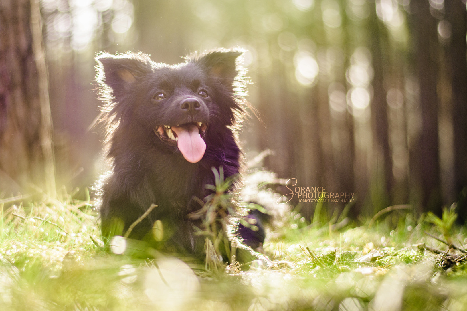 Nikon D5200 + Nikon AF-S Nikkor 50mm F1.8G sample photo. Luna the spitz-maltese photography