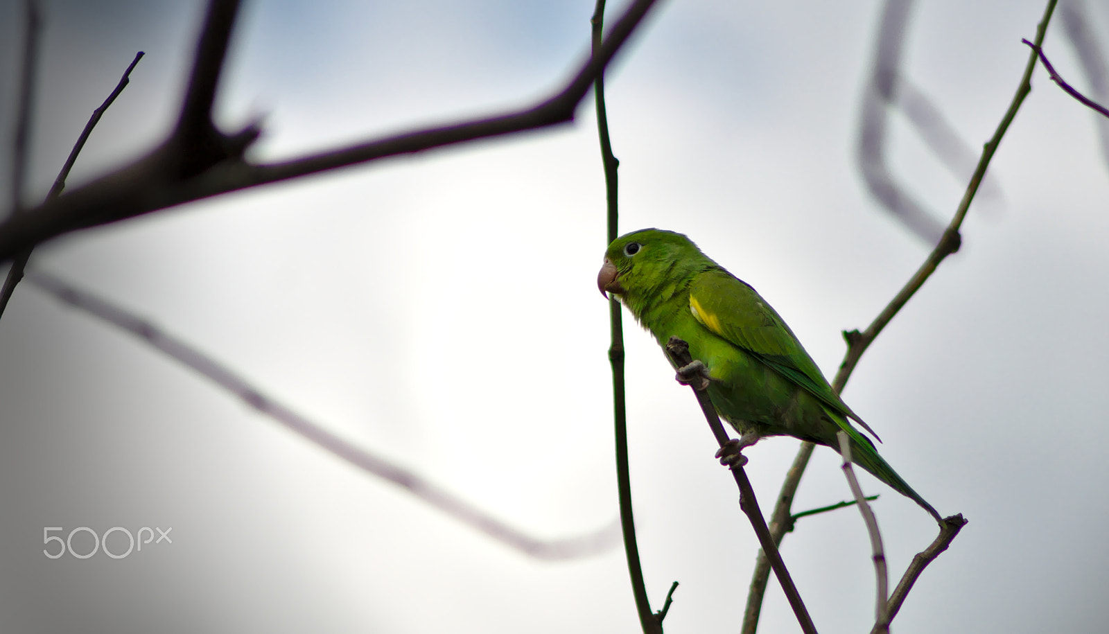 Nikon AF Nikkor 70-300mm F4-5.6G sample photo. Brazilian parakeet photography