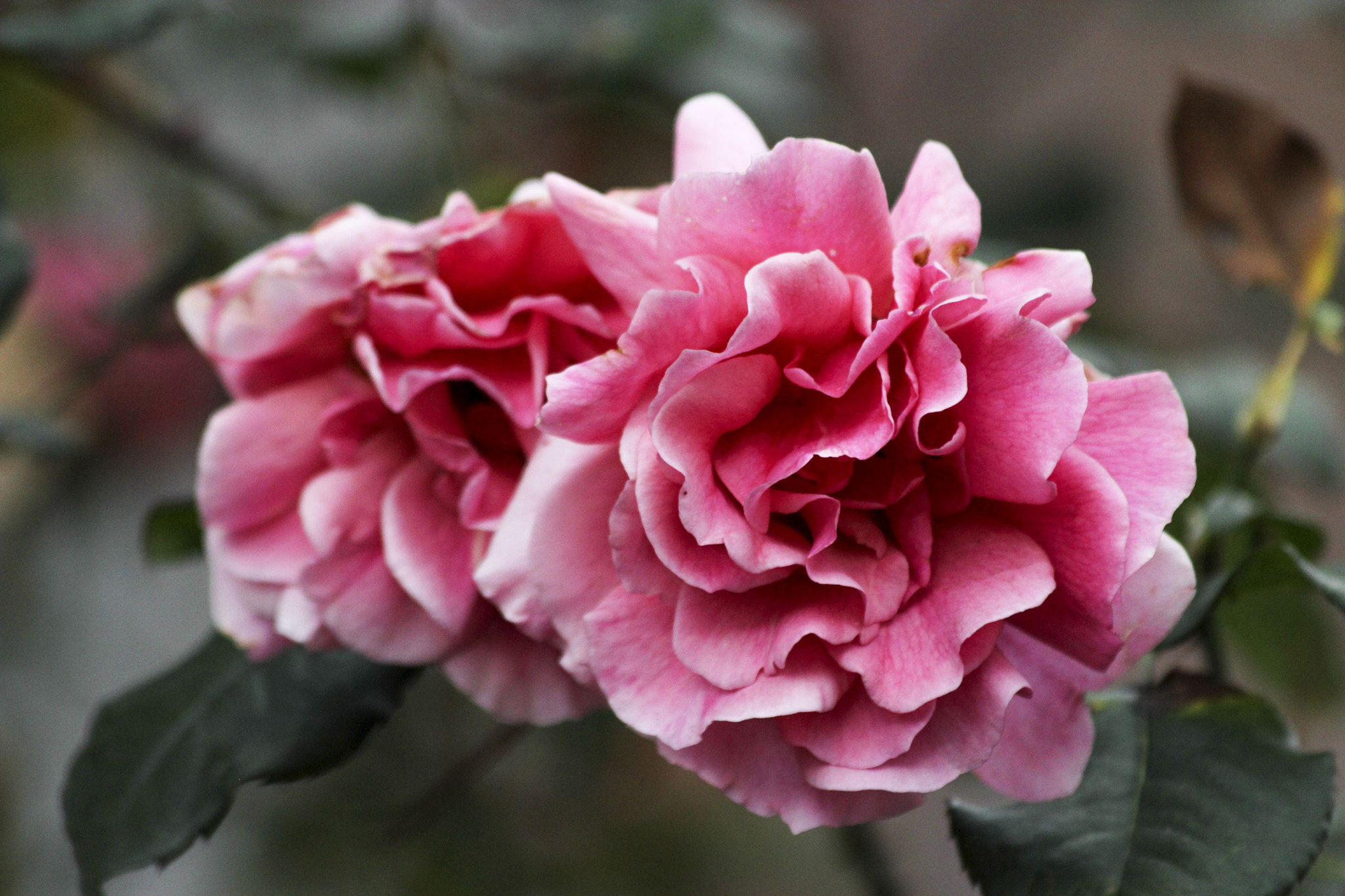 Canon EF 70-300mm F4-5.6 IS USM sample photo. Pink photography