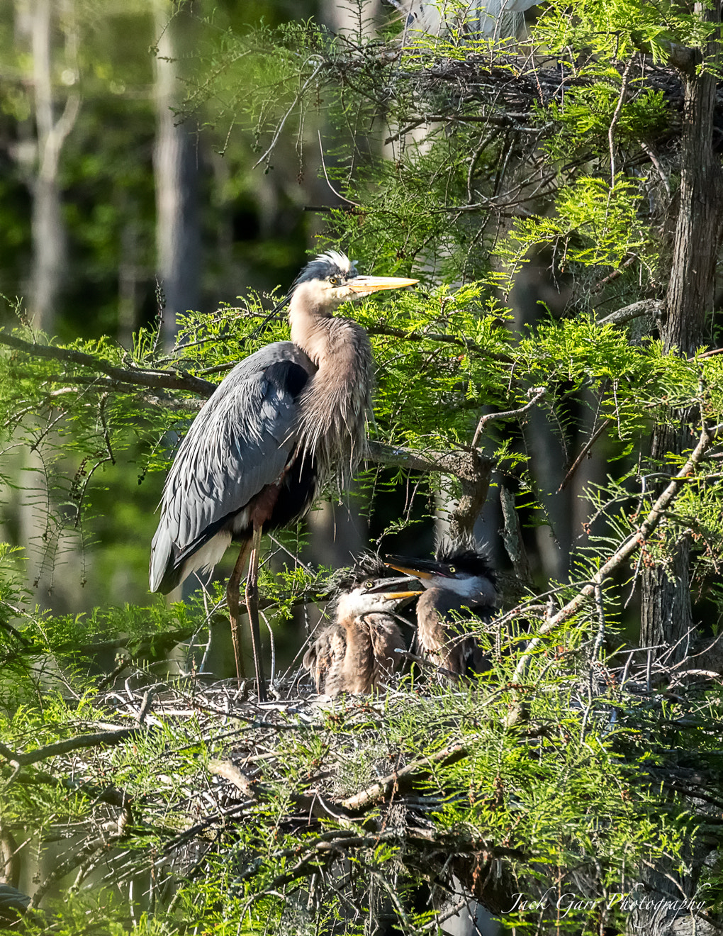 Canon EOS-1D X Mark II sample photo. Great blue heron and chicks in nest photography