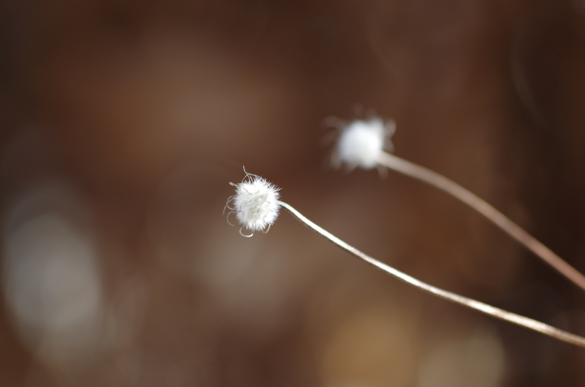 smc PENTAX-DA L 55-300mm F4-5.8 ED sample photo. Blur photography