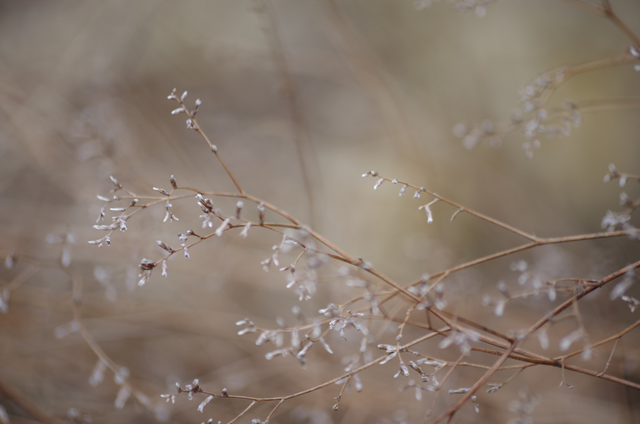 smc PENTAX-DA L 55-300mm F4-5.8 ED sample photo. Background photography
