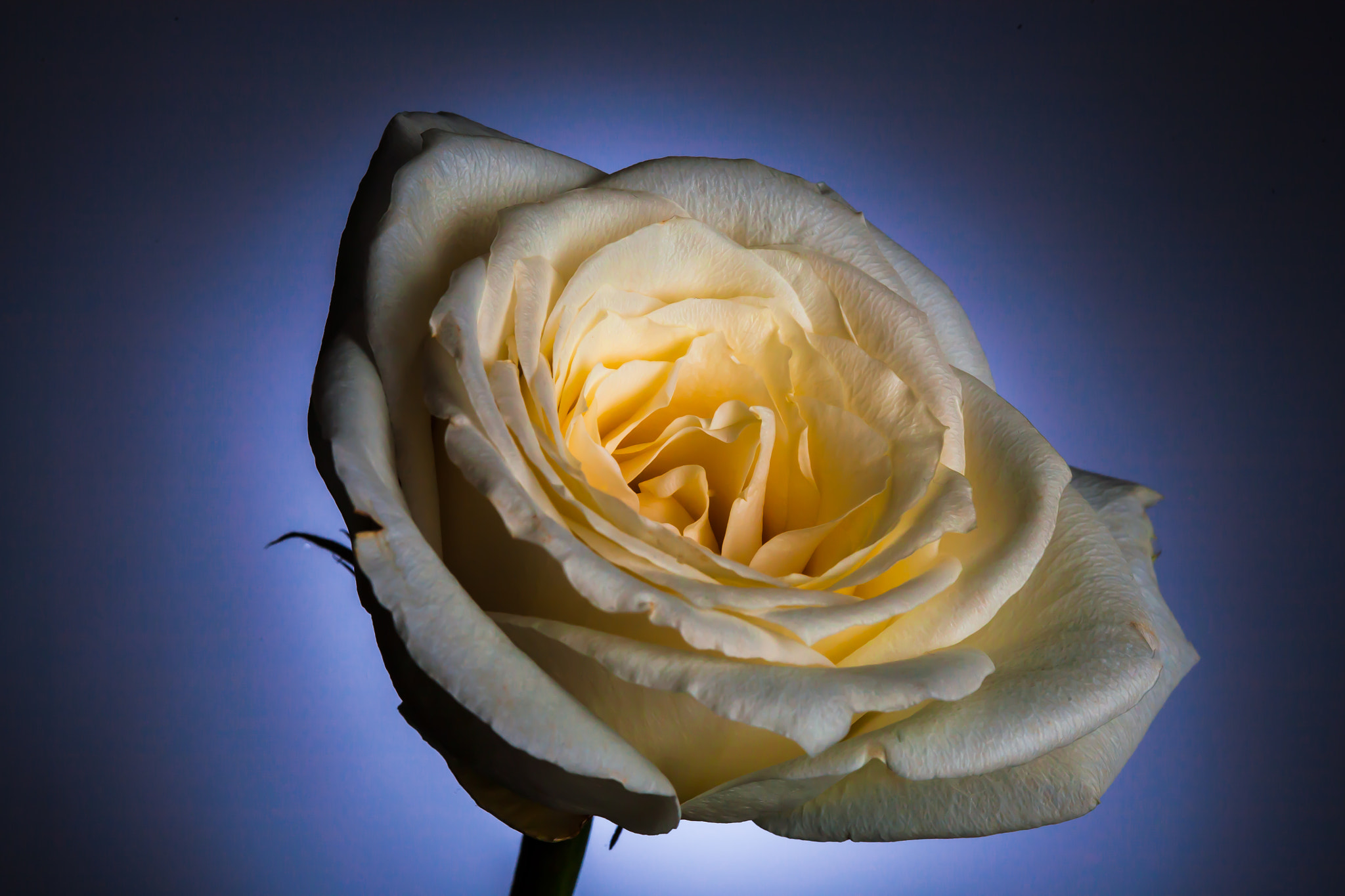 Canon EOS 5D sample photo. White rose photography