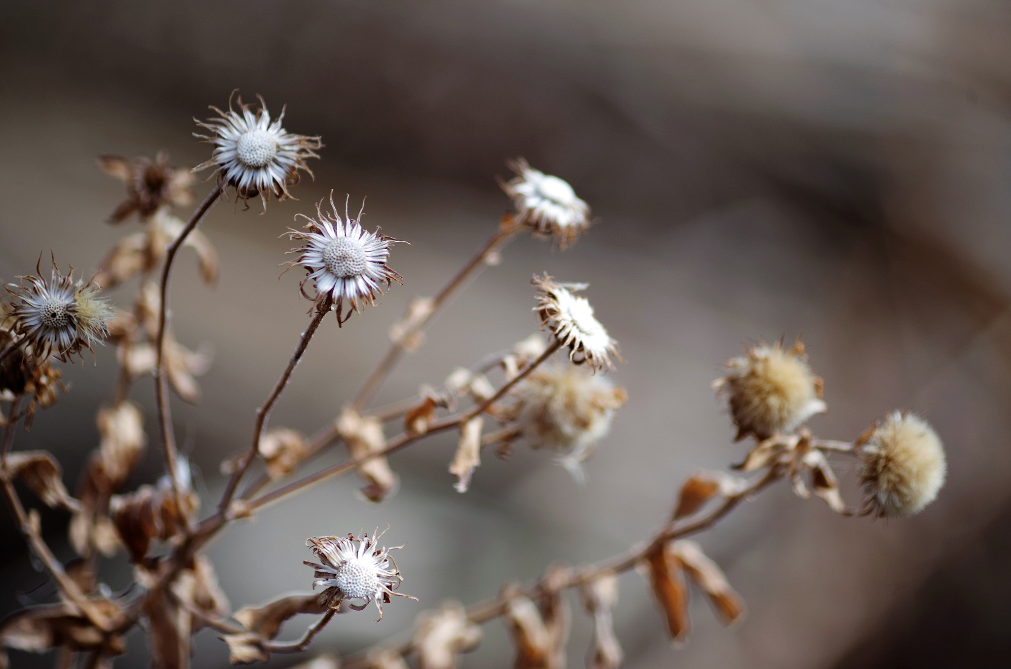 smc PENTAX-DA L 55-300mm F4-5.8 ED sample photo. Dry photography