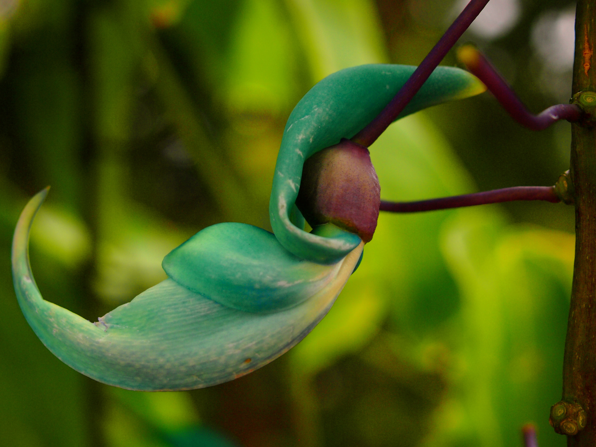 Olympus PEN E-PM1 sample photo. Snap dragon photography