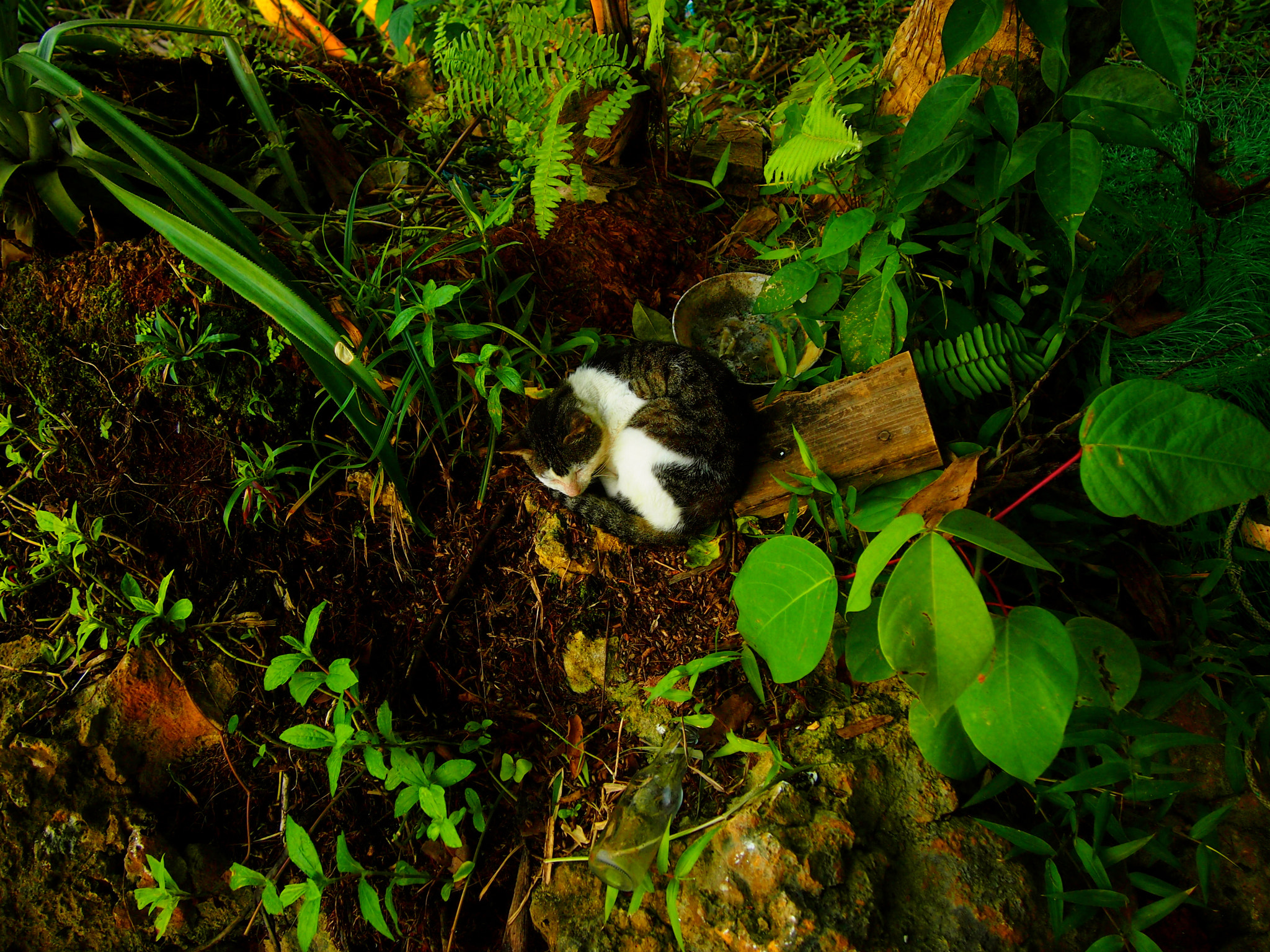 Olympus PEN E-PM1 sample photo. Jungle rest photography