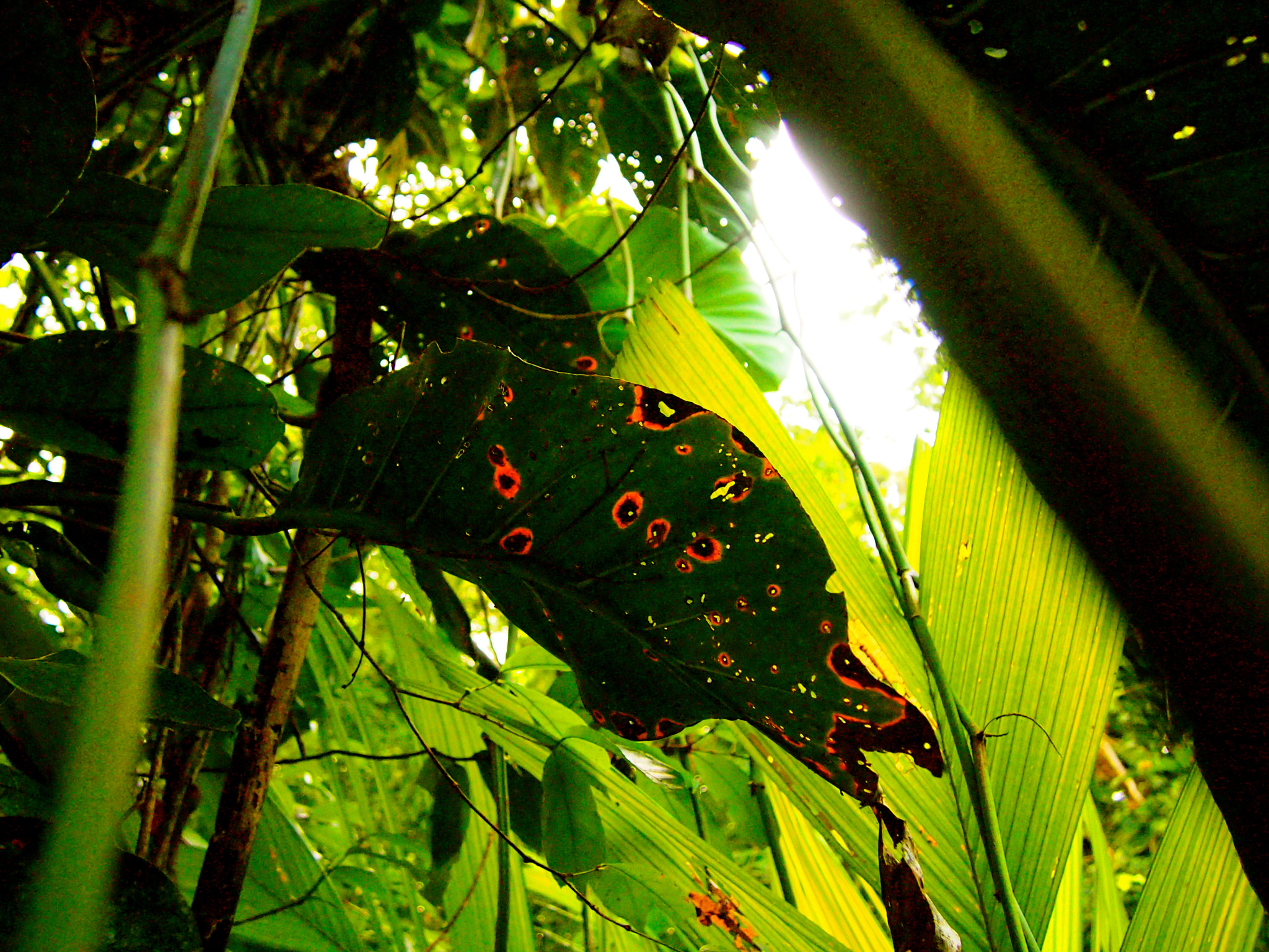 Olympus PEN E-PM1 sample photo. Jungle light photography