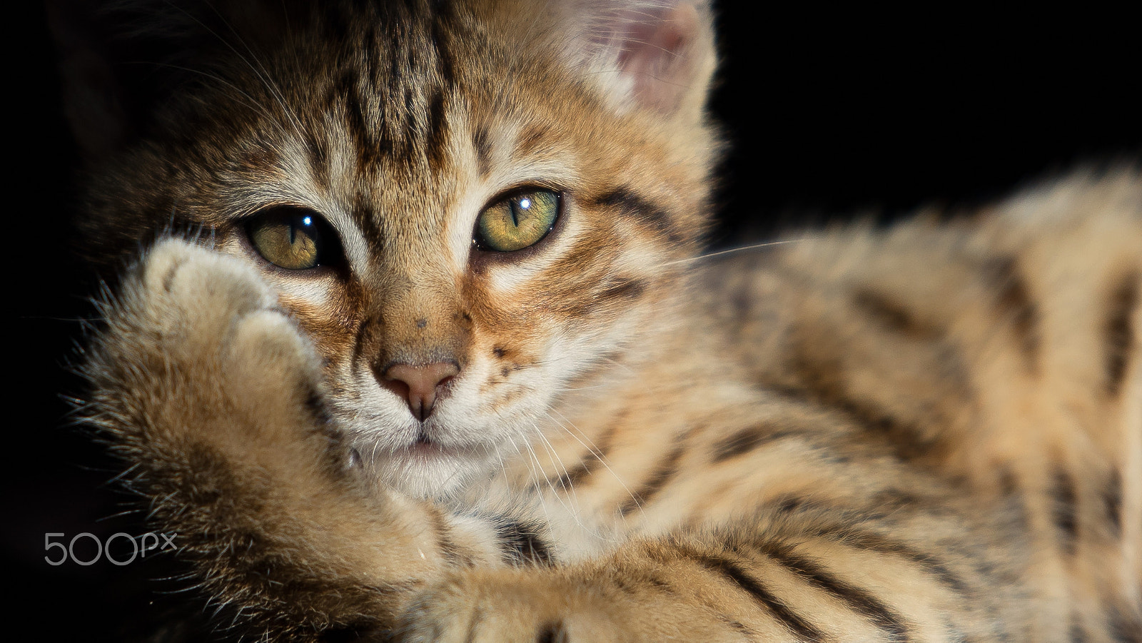Canon EF 300mm F2.8L IS II USM sample photo. Roki photography