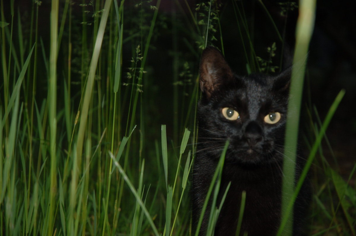 Nikon D2X sample photo. Natasha photography