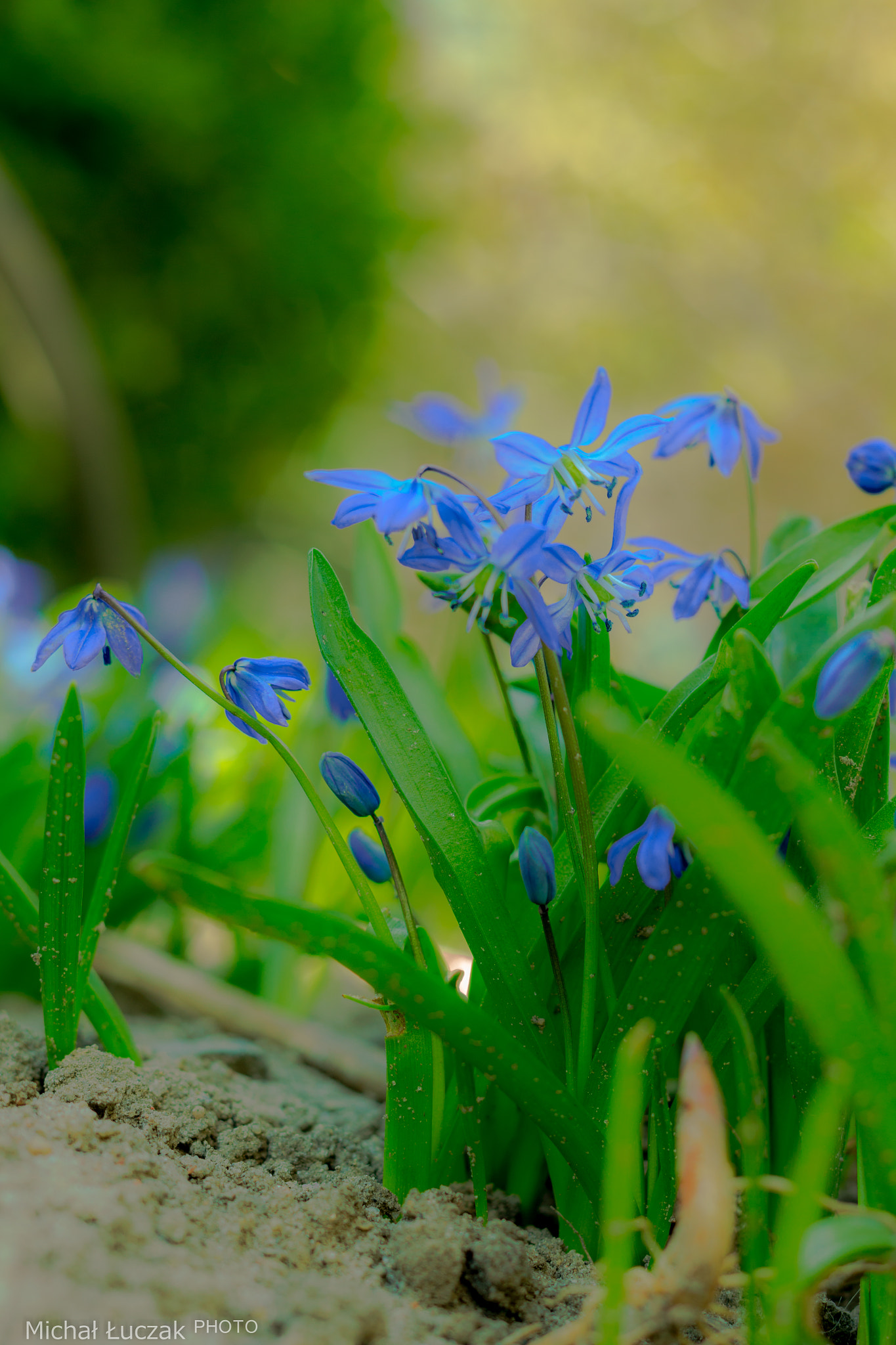 Canon EOS 700D (EOS Rebel T5i / EOS Kiss X7i) + Canon EF 50mm F1.8 II sample photo. Squill photography