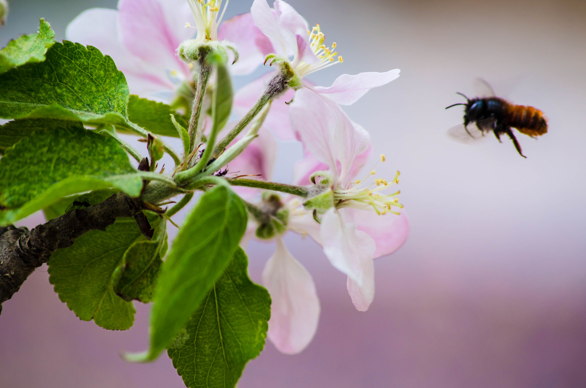 Nikon D5100 + Sigma 70-300mm F4-5.6 APO DG Macro sample photo