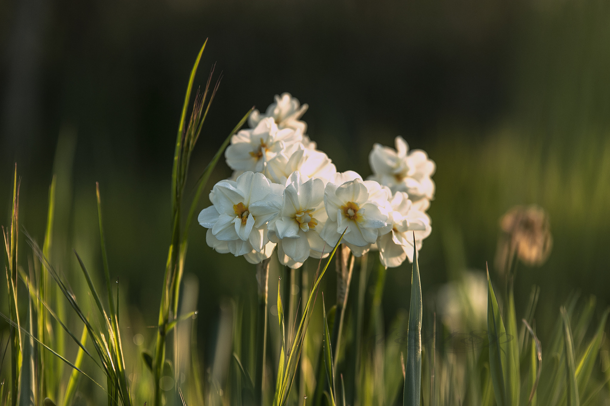 Nikon D700 + Sigma 70-200mm F2.8 EX DG OS HSM sample photo