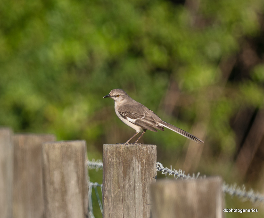 Olympus Zuiko Digital ED 70-300mm F4.0-5.6 sample photo. Wishful thinking... photography